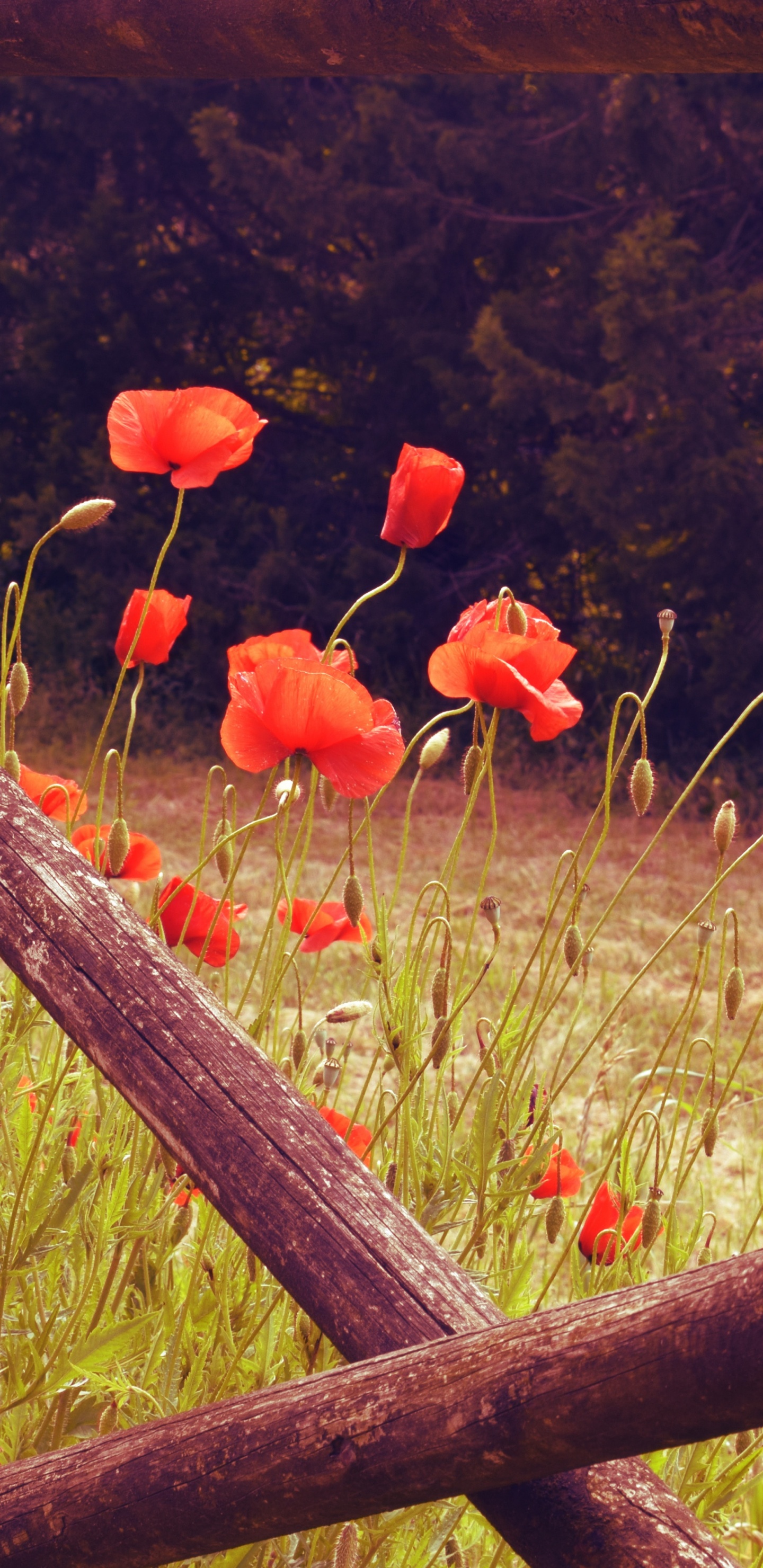 Red Flower Field During Daytime. Wallpaper in 1440x2960 Resolution