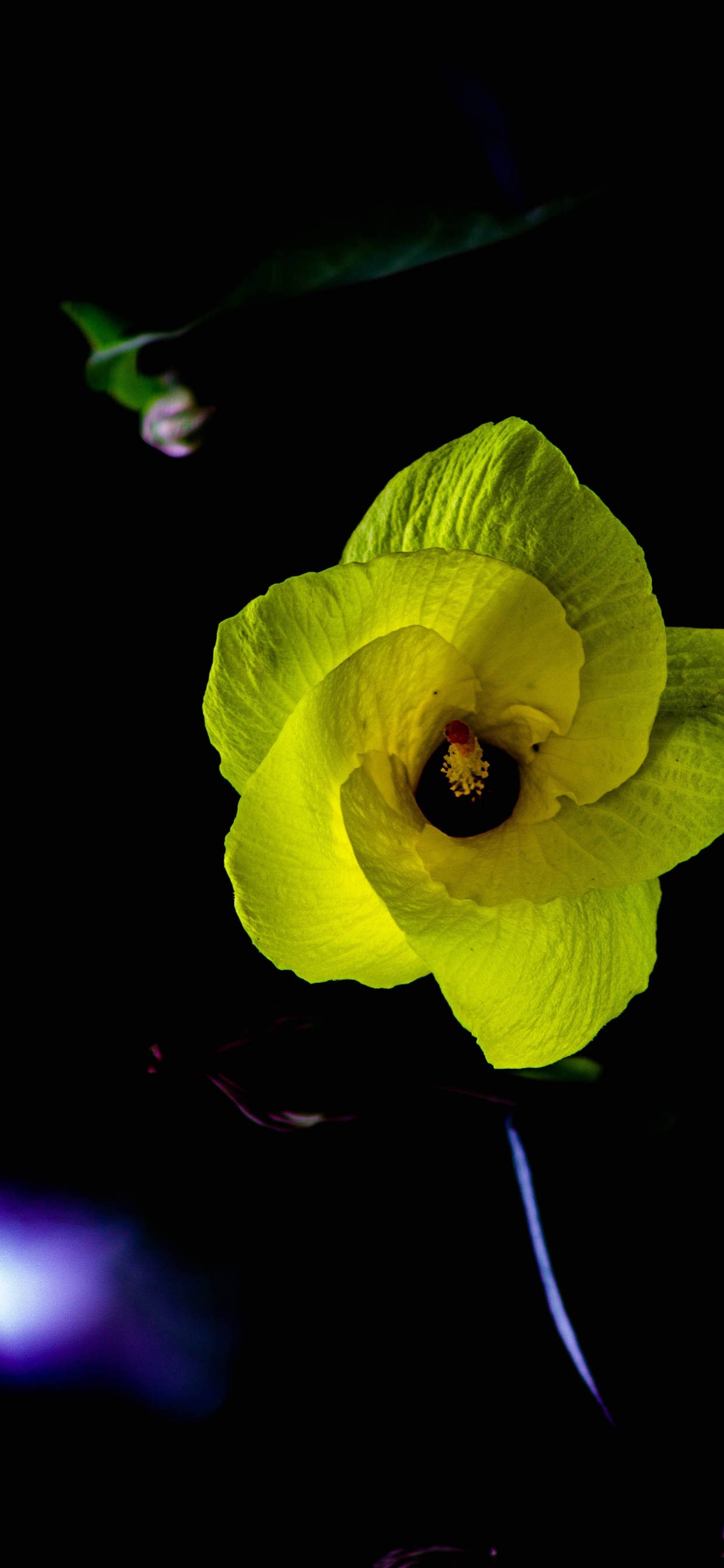 Fleur Jaune Sur Fond Noir. Wallpaper in 1242x2688 Resolution