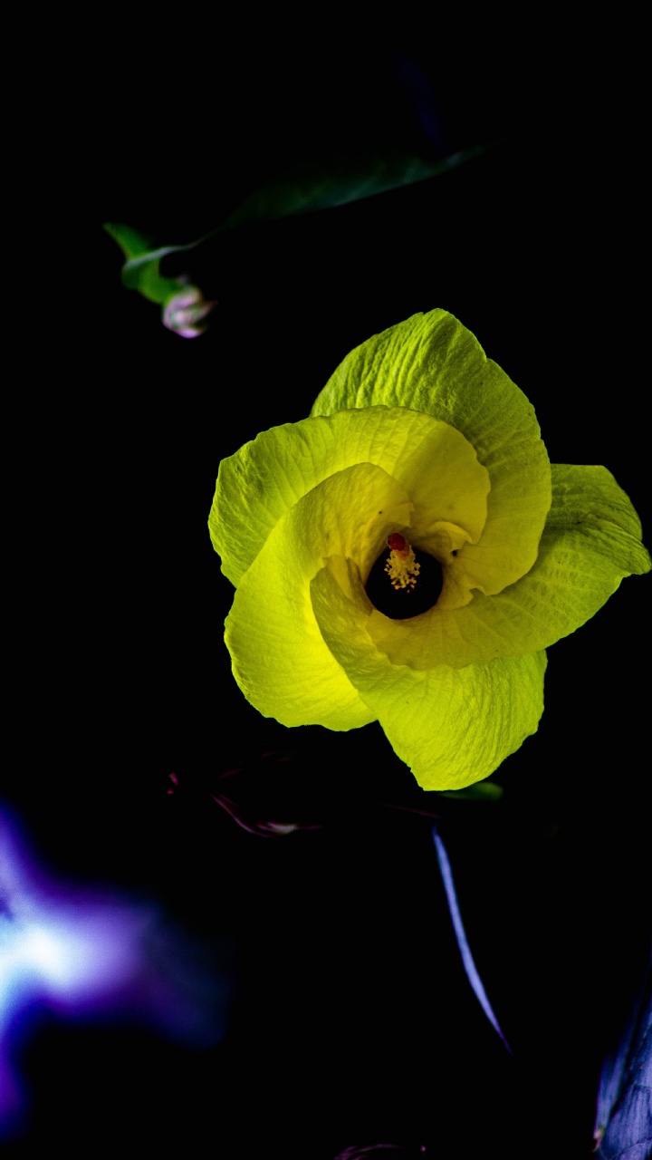 Fleur Jaune Sur Fond Noir. Wallpaper in 720x1280 Resolution