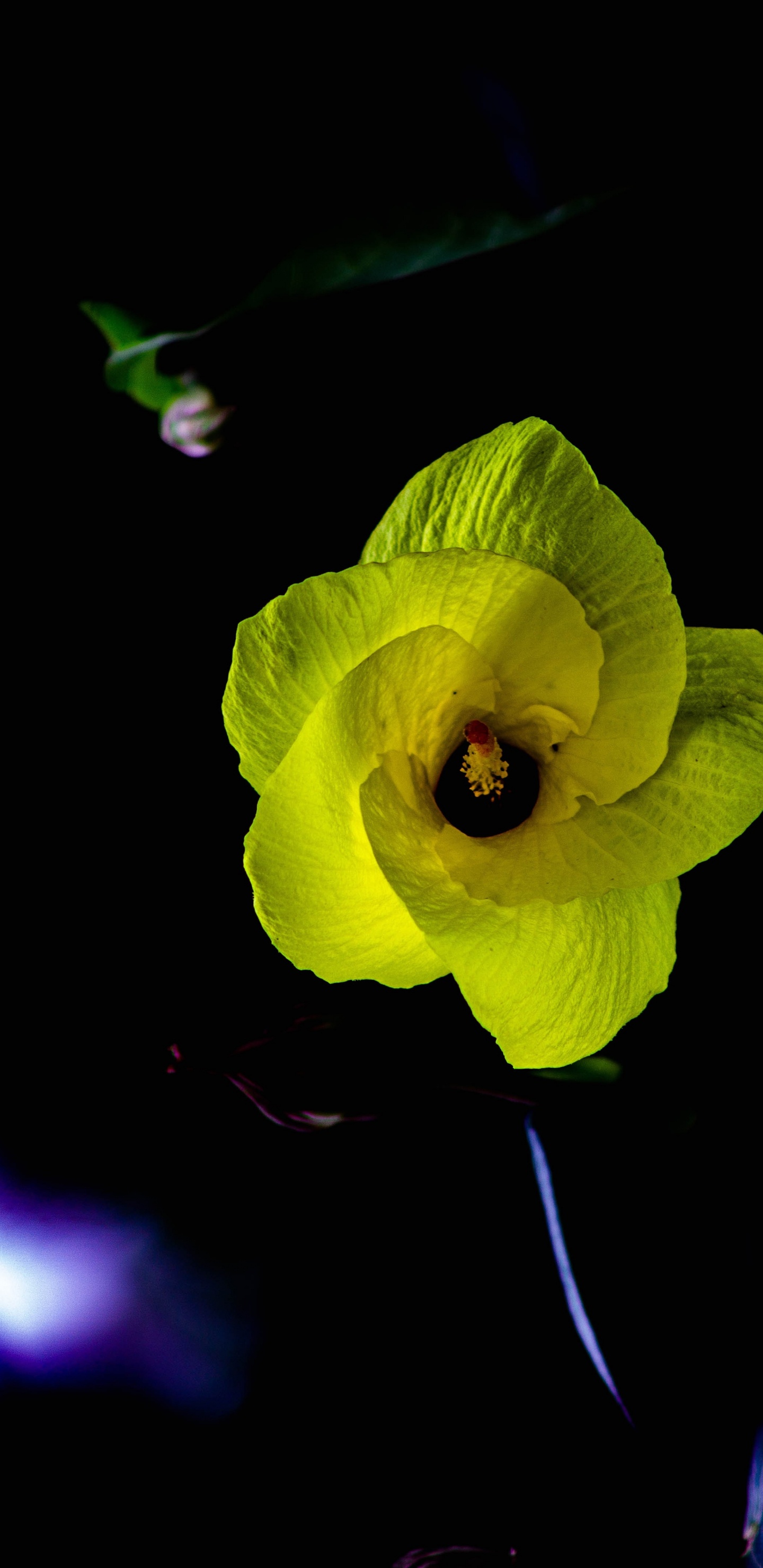 Flor Amarilla Con Fondo Negro. Wallpaper in 1440x2960 Resolution