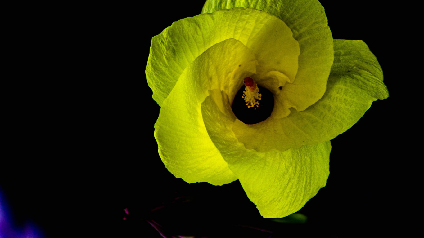 Gelbe Blume Mit Schwarzem Hintergrund. Wallpaper in 1366x768 Resolution