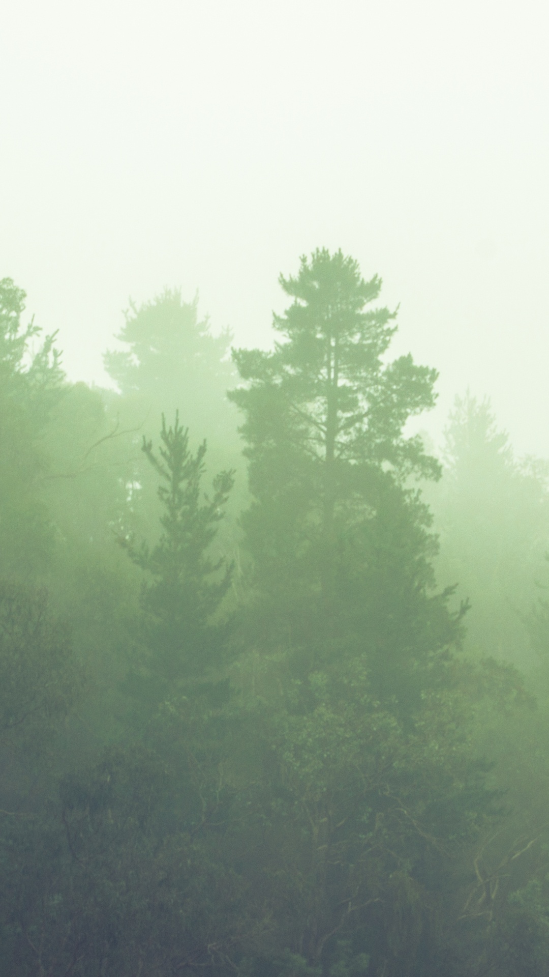 Green Trees Under White Sky During Daytime. Wallpaper in 1080x1920 Resolution