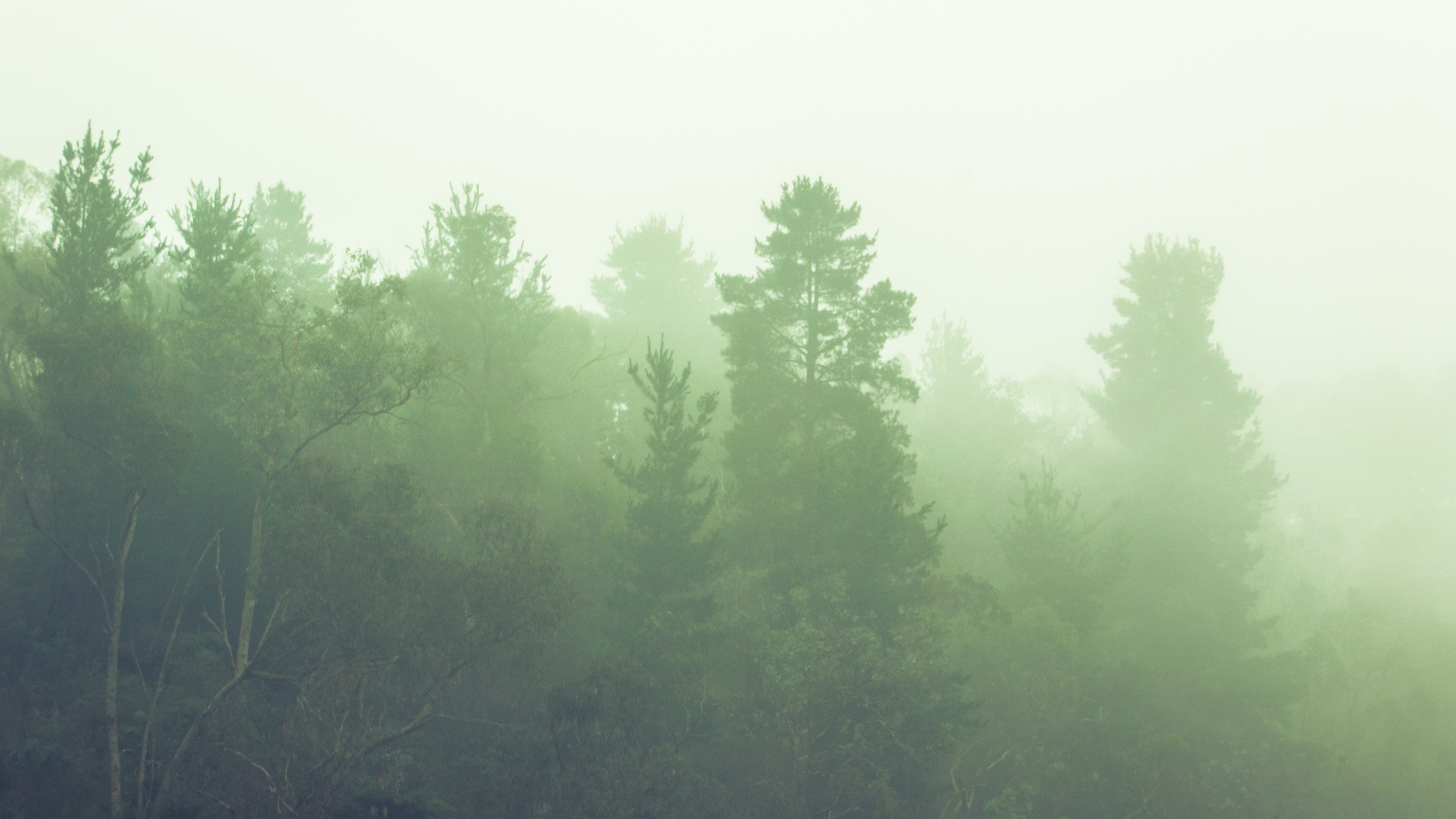 Green Trees Under White Sky During Daytime. Wallpaper in 3840x2160 Resolution