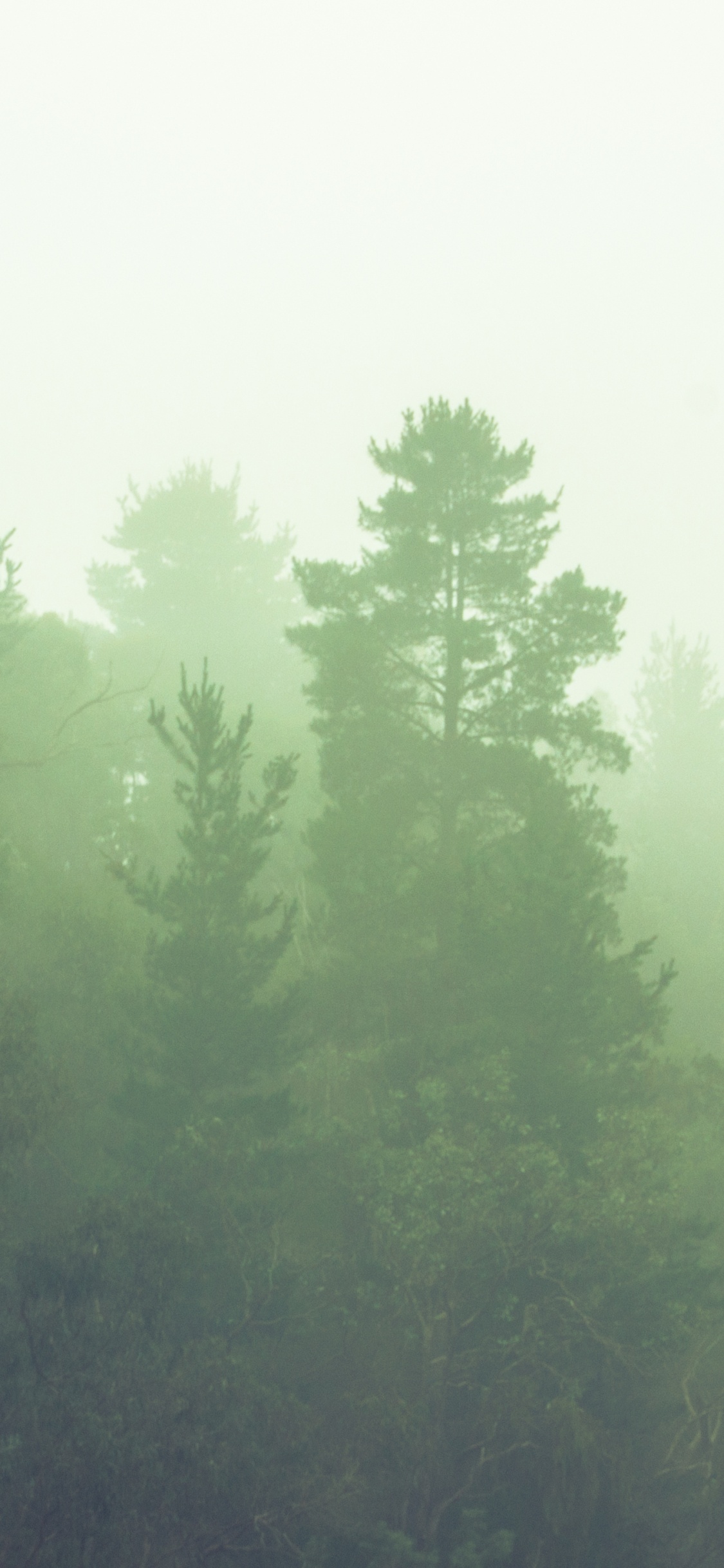 Tagsüber Grüne Bäume Unter Weißem Himmel. Wallpaper in 1125x2436 Resolution