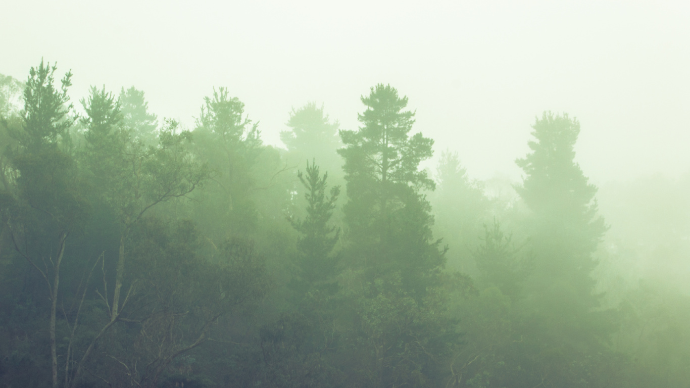 Tagsüber Grüne Bäume Unter Weißem Himmel. Wallpaper in 1366x768 Resolution