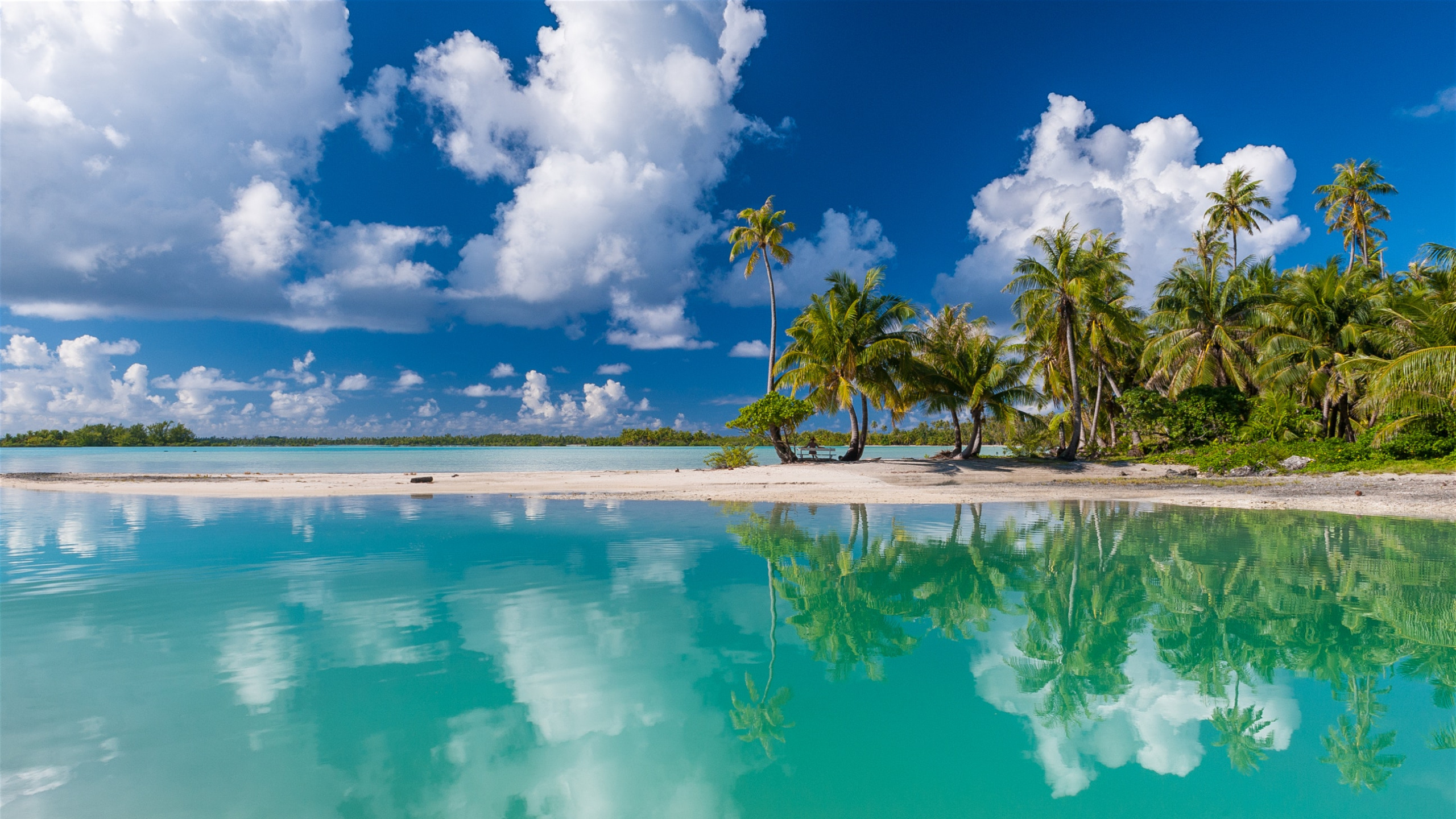 Green Palm Trees Beside Blue Body of Water Under Blue and White Cloudy Sky During Daytime. Wallpaper in 2560x1440 Resolution