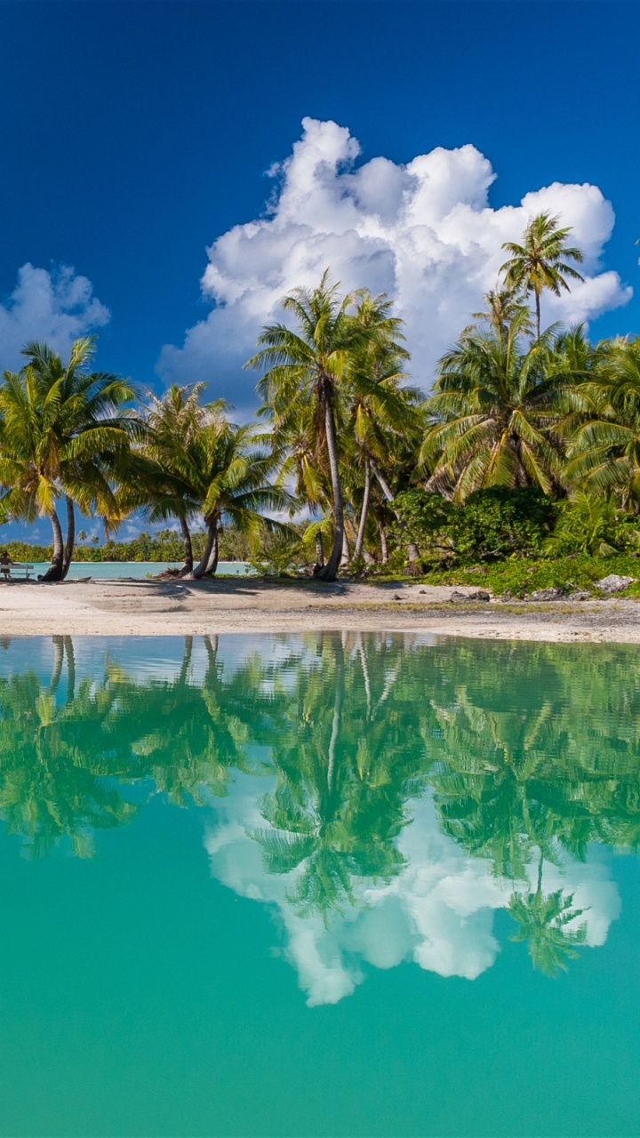 Green Palm Trees Beside Blue Body of Water Under Blue and White Cloudy Sky During Daytime. Wallpaper in 720x1280 Resolution
