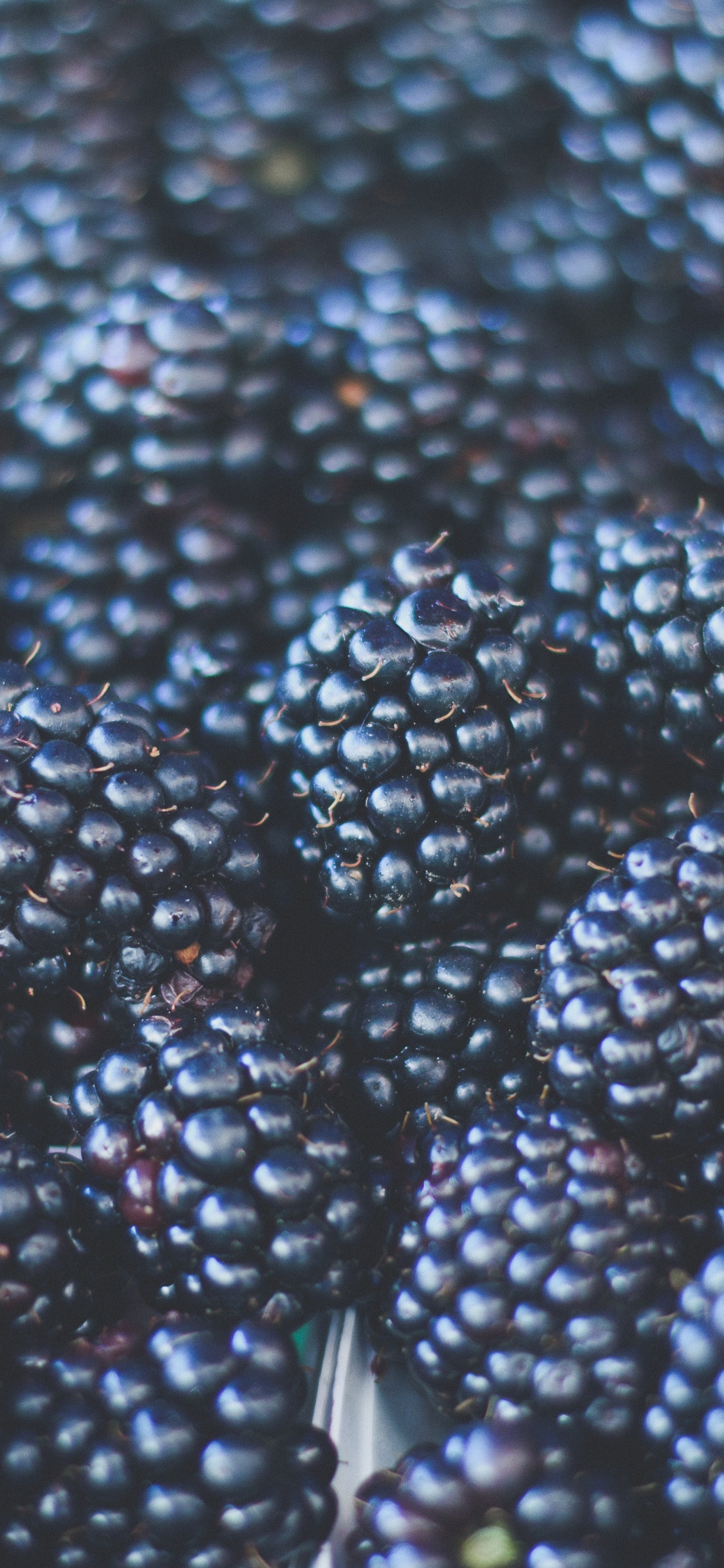 Fruits Ronds Verts et Noirs. Wallpaper in 1125x2436 Resolution