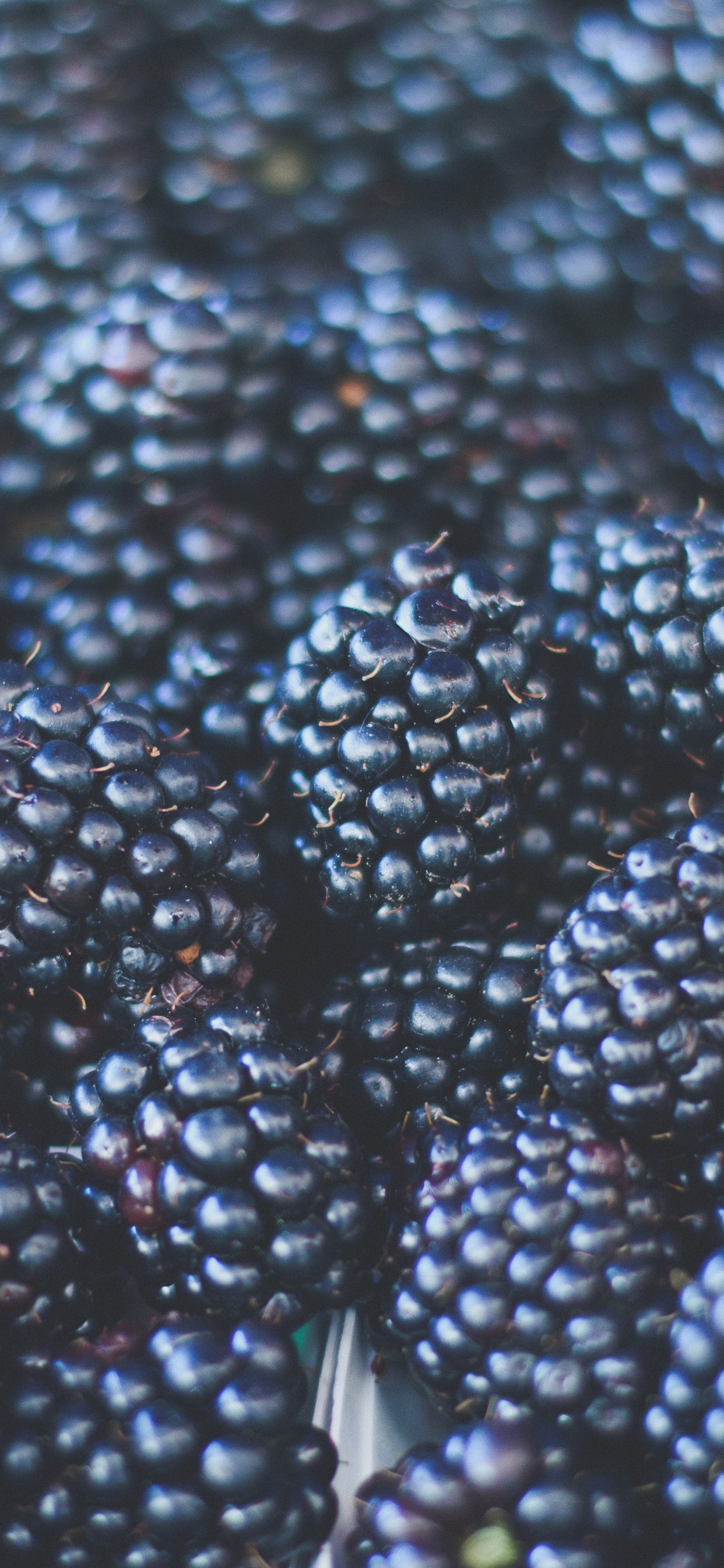 Fruits Ronds Verts et Noirs. Wallpaper in 1242x2688 Resolution