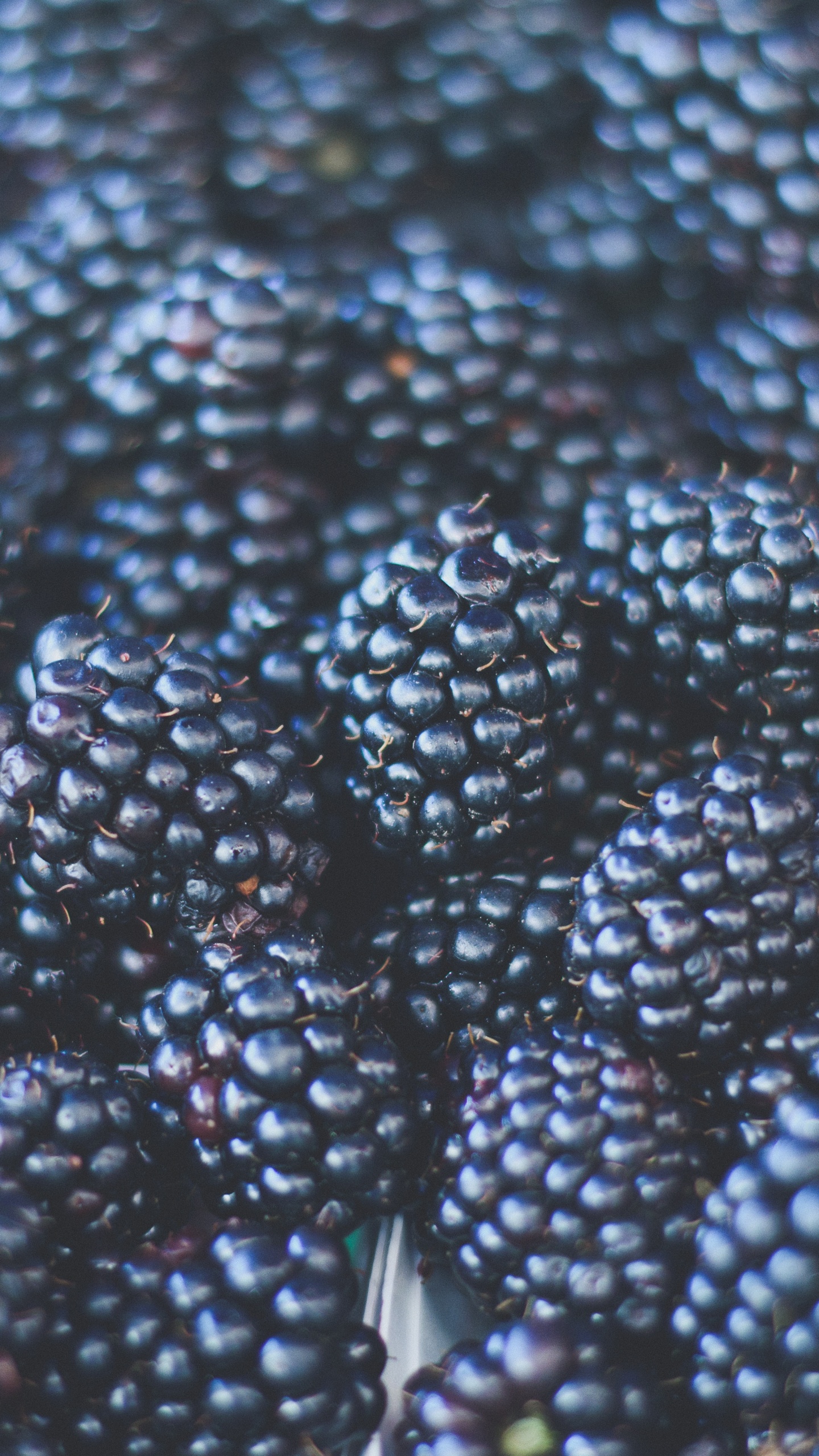 Fruits Ronds Verts et Noirs. Wallpaper in 1440x2560 Resolution