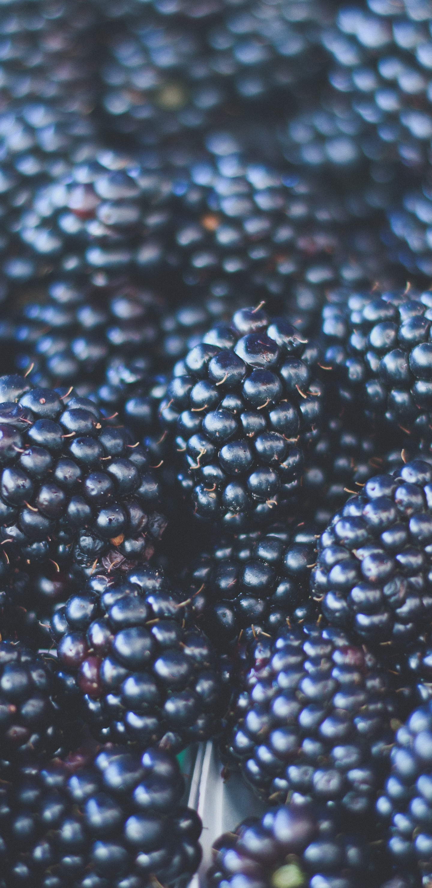 Fruits Ronds Verts et Noirs. Wallpaper in 1440x2960 Resolution