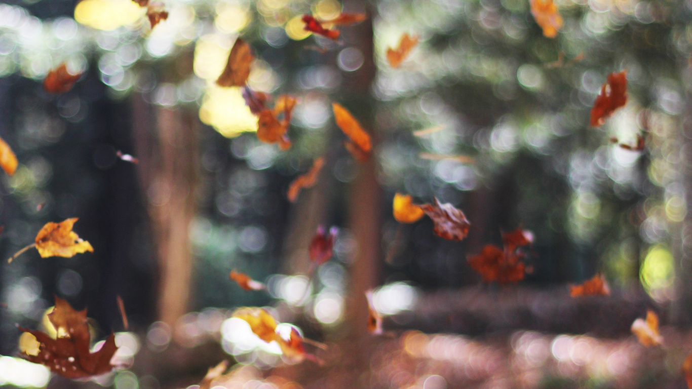 Süßer November, Herbst, November, Oktober, Blatt. Wallpaper in 1366x768 Resolution