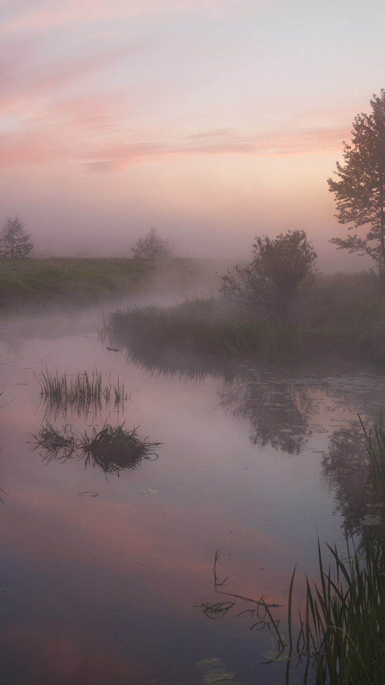 Herbe Verte et Arbres Près du Lac Pendant le Coucher du Soleil. Wallpaper in 750x1334 Resolution