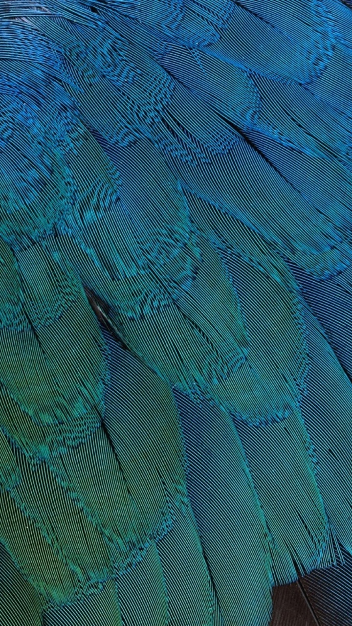 Pluma de Pavo Real Azul y Negro. Wallpaper in 720x1280 Resolution