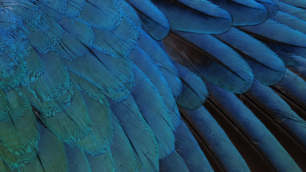 Blaue Und Schwarze Pfauenfeder. Wallpaper in 1280x720 Resolution