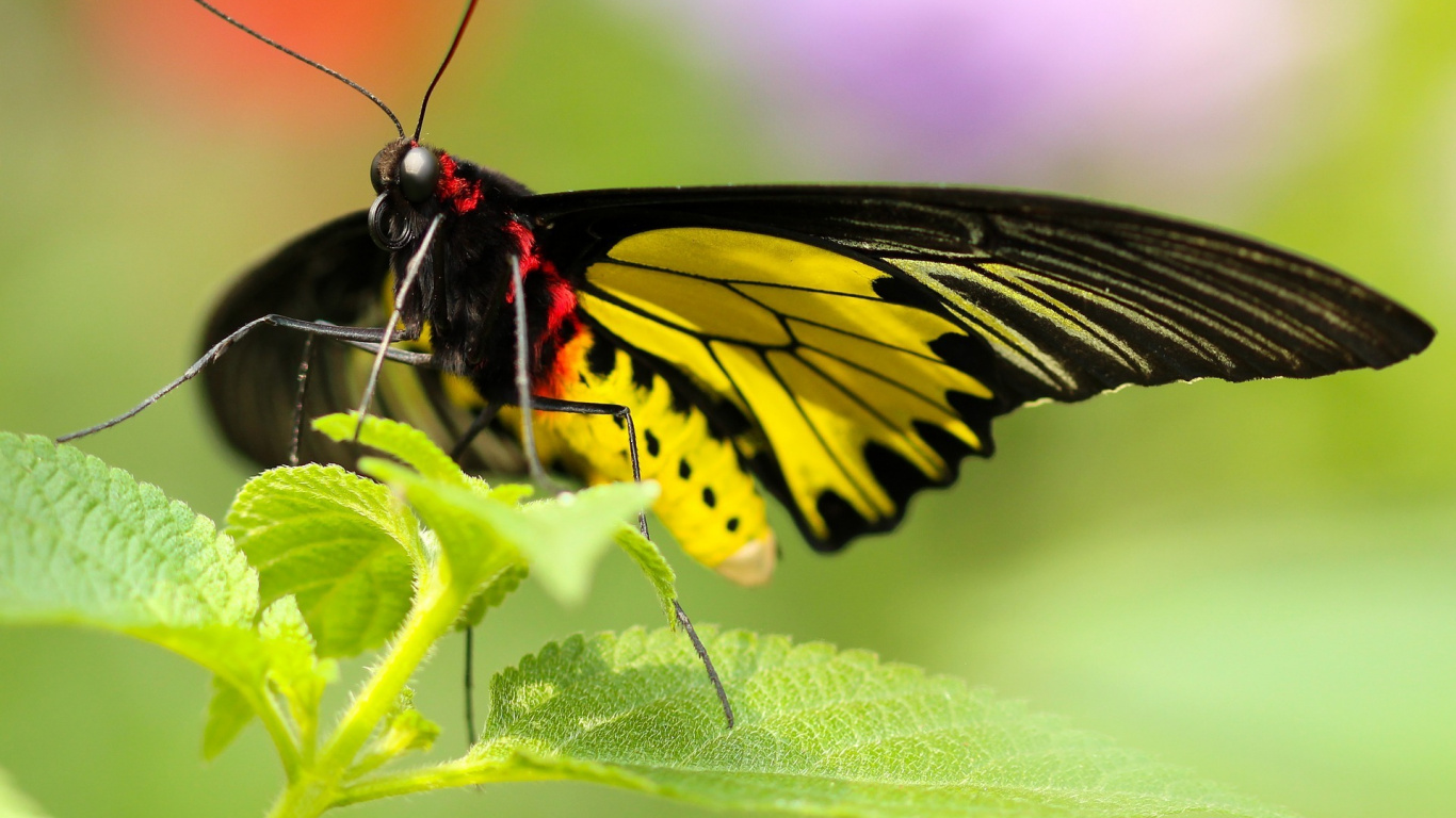 Tiger Swallowtail Butterfly Perched on Green Leaf in Close up Photography During Daytime. Wallpaper in 1366x768 Resolution