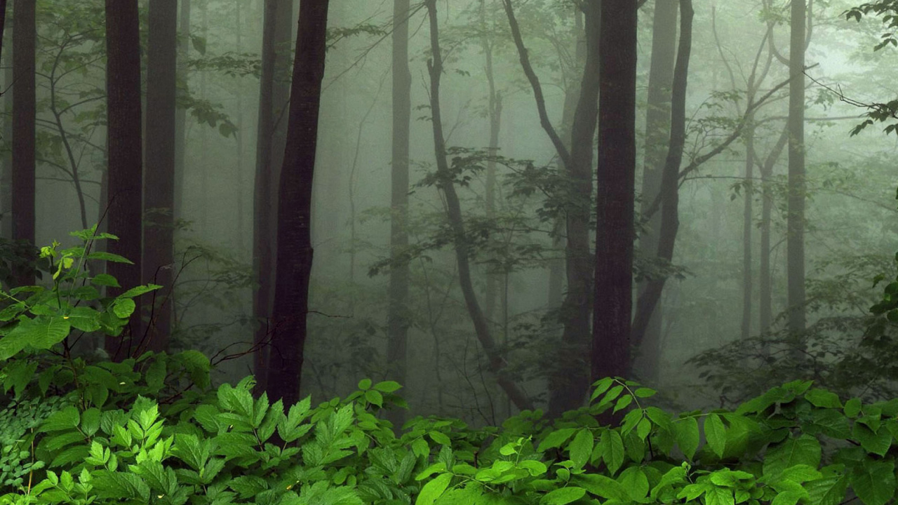 森林, 性质, 植被, 林地, 自然保护区 壁纸 1280x720 允许