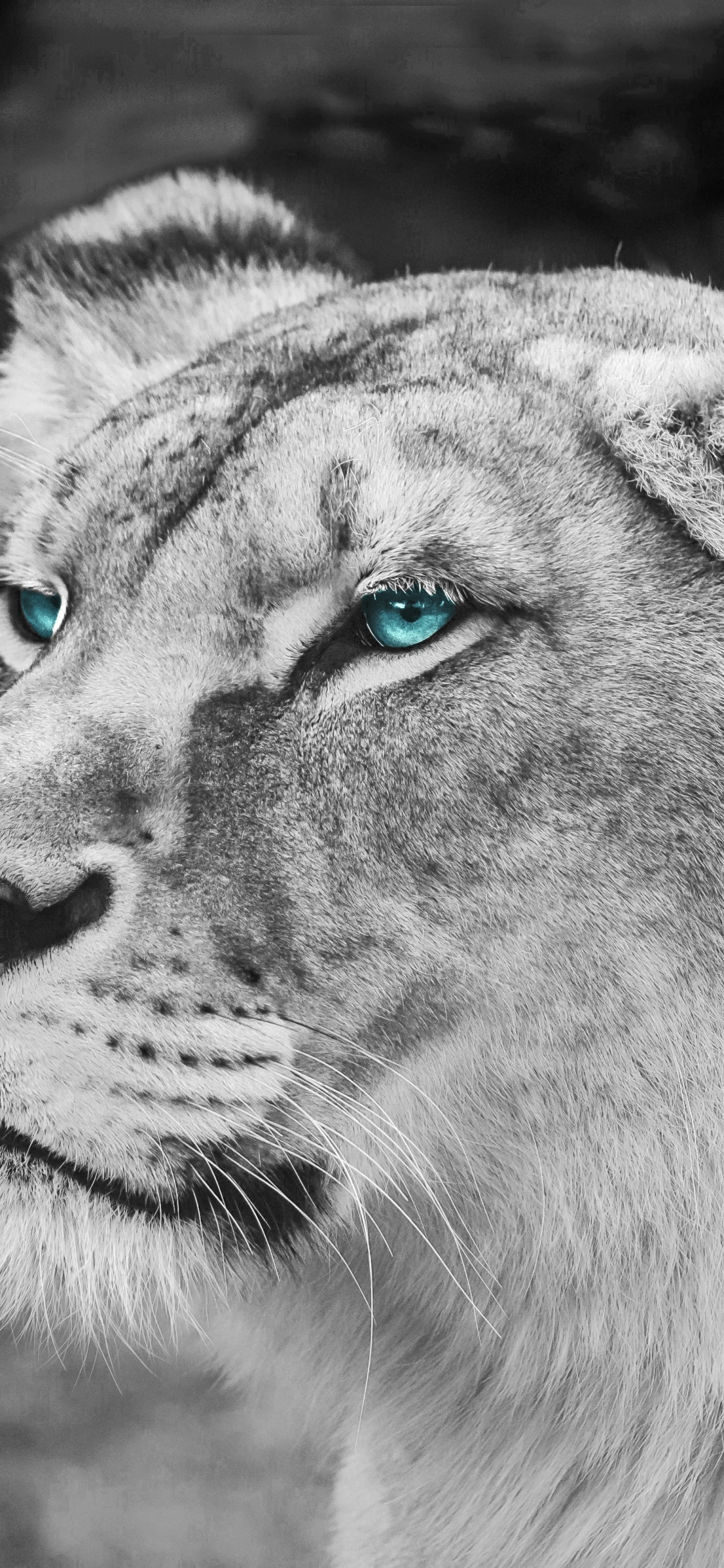 Photo en Niveaux de Gris de Lionne Allongée Sur le Sol. Wallpaper in 1125x2436 Resolution