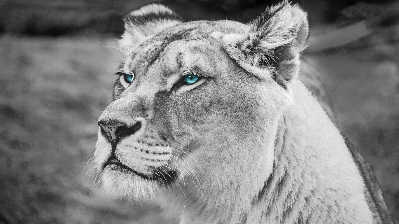 Photo en Niveaux de Gris de Lionne Allongée Sur le Sol. Wallpaper in 1366x768 Resolution