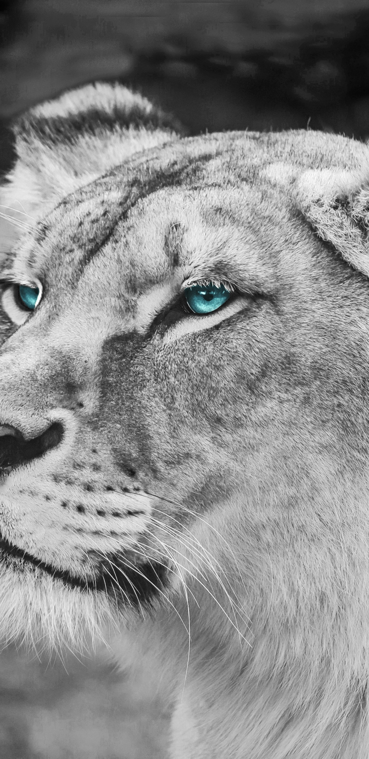 Photo en Niveaux de Gris de Lionne Allongée Sur le Sol. Wallpaper in 1440x2960 Resolution