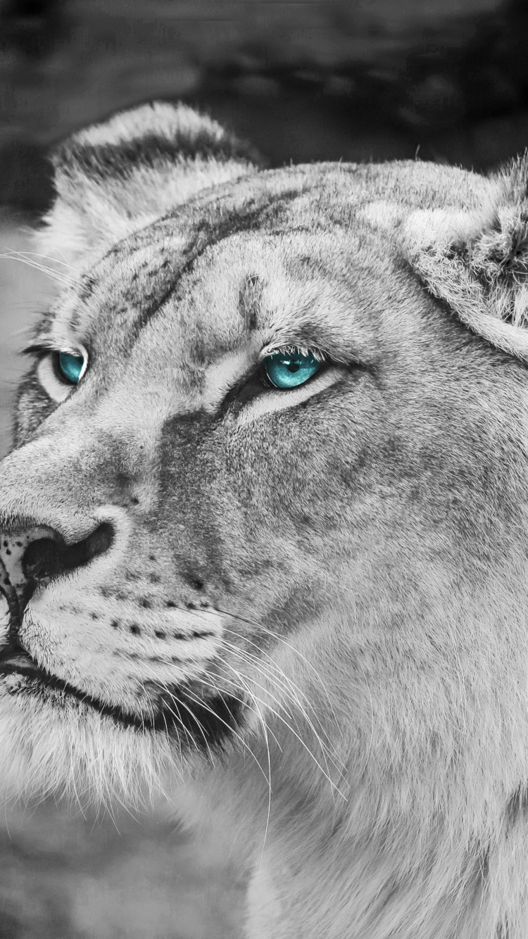 Grayscale Photo of Lioness Lying on Ground. Wallpaper in 750x1334 Resolution