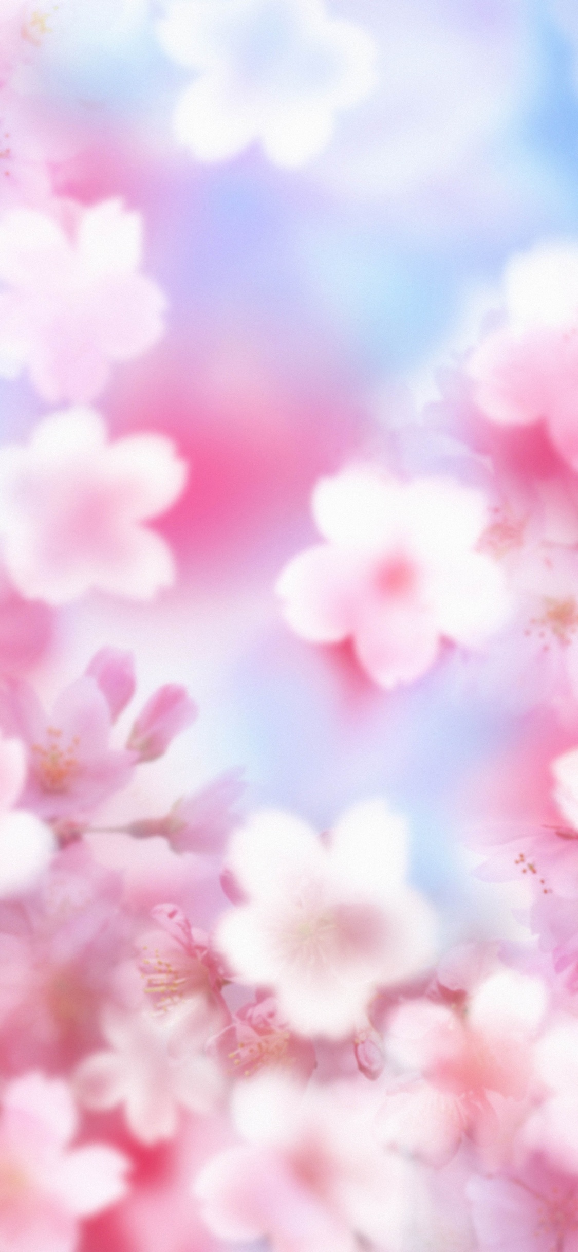 Pink Cherry Blossom Under Blue Sky During Daytime. Wallpaper in 1125x2436 Resolution