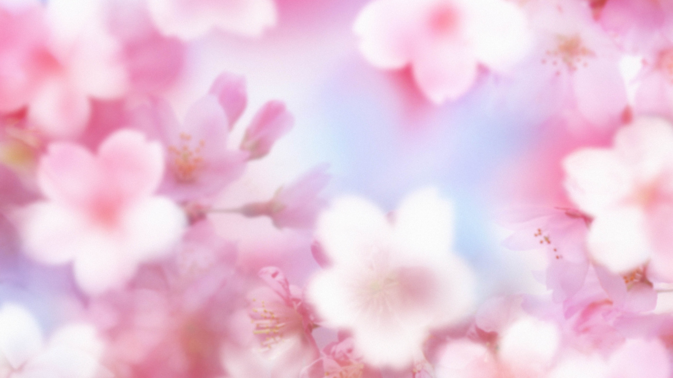 Pink Cherry Blossom Under Blue Sky During Daytime. Wallpaper in 1366x768 Resolution