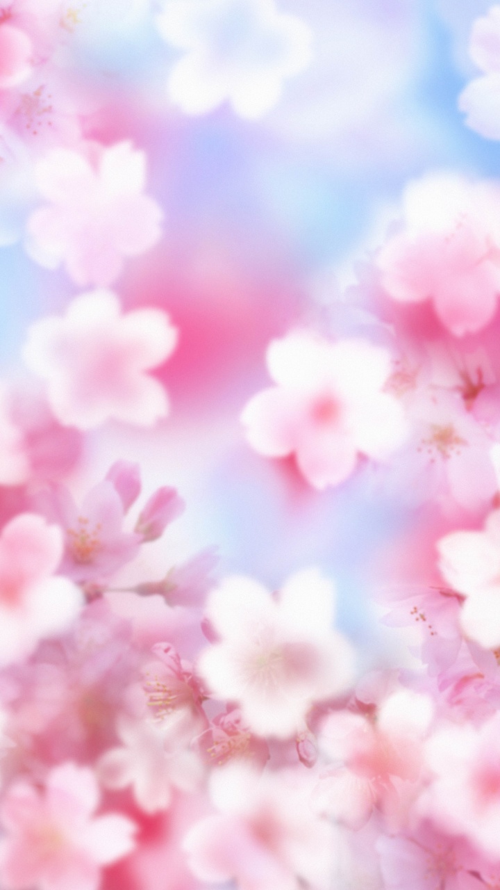 Pink Cherry Blossom Under Blue Sky During Daytime. Wallpaper in 720x1280 Resolution
