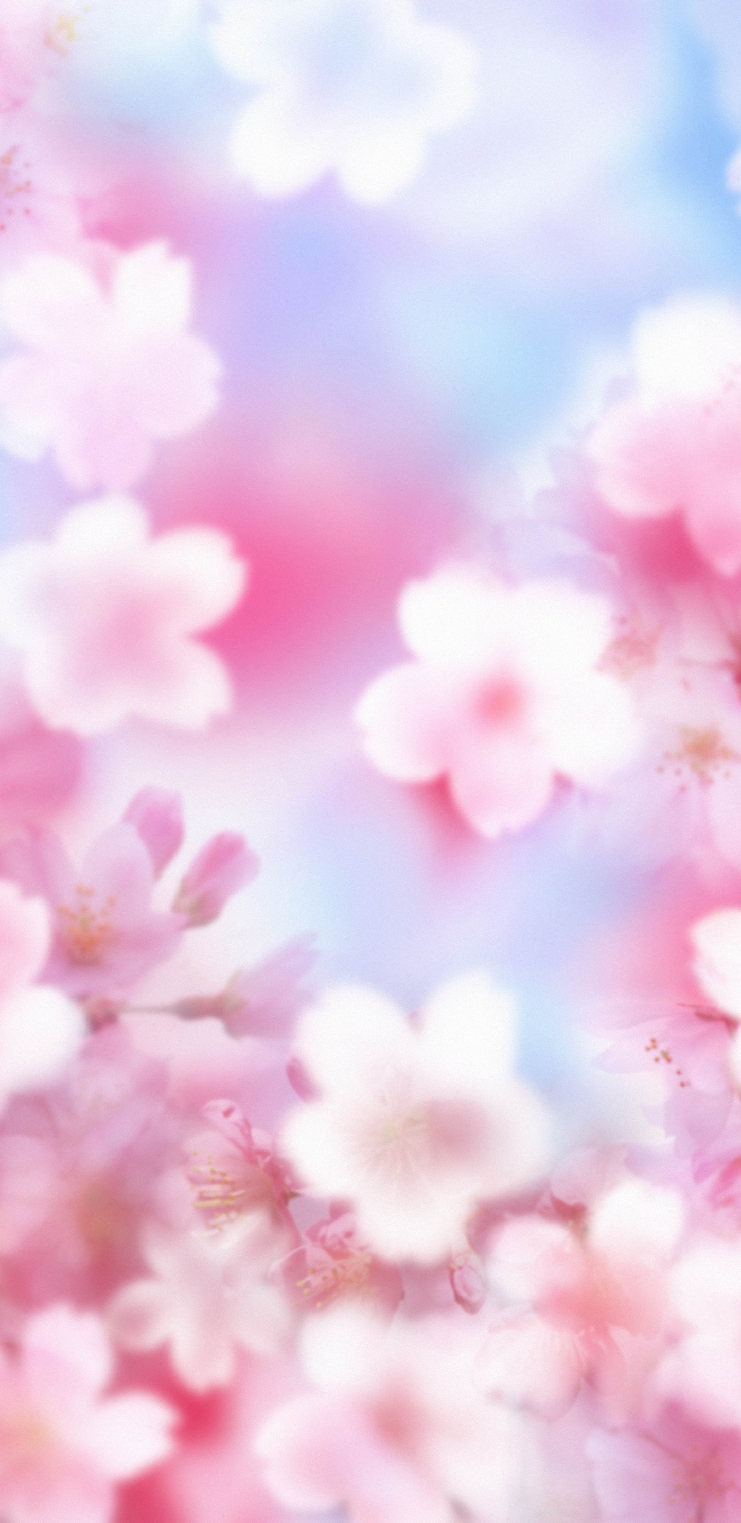 Fleur de Cerisier Rose Sous Ciel Bleu Pendant la Journée. Wallpaper in 1440x2960 Resolution