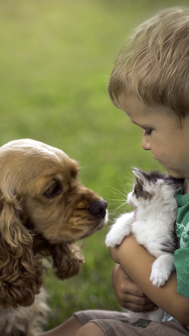Boy in Brown T-shirt Holding Brown and White Long Coated Small Dog. Wallpaper in 720x1280 Resolution