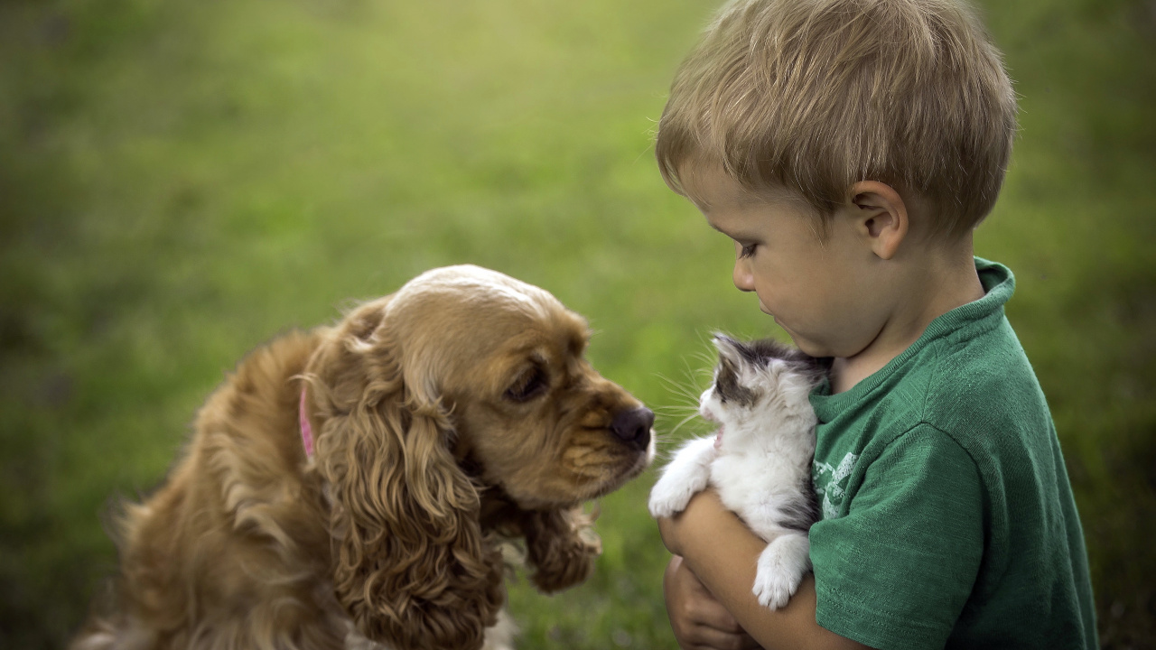 小狗, 品种的狗, 英语可卡犬, 美国可卡猎犬, 儿童 壁纸 1280x720 允许