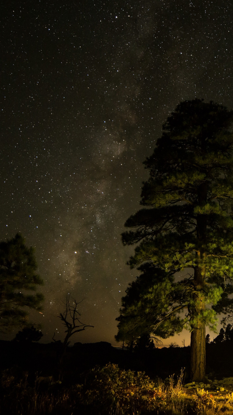 Apple, IPhone, IPhone X, 苹果, Ios 壁纸 750x1334 允许