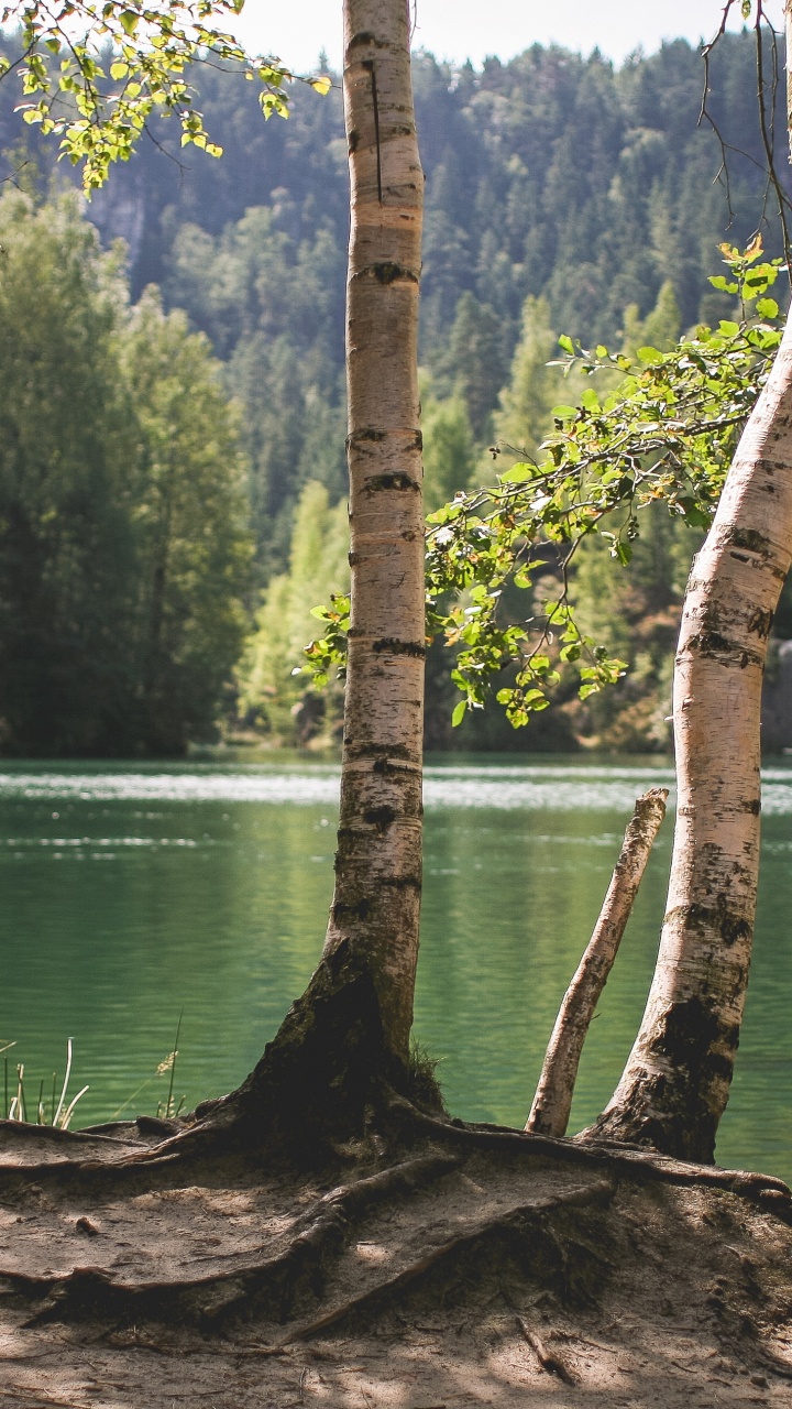 Árboles Verdes Junto al Cuerpo de Agua Durante el Día. Wallpaper in 720x1280 Resolution