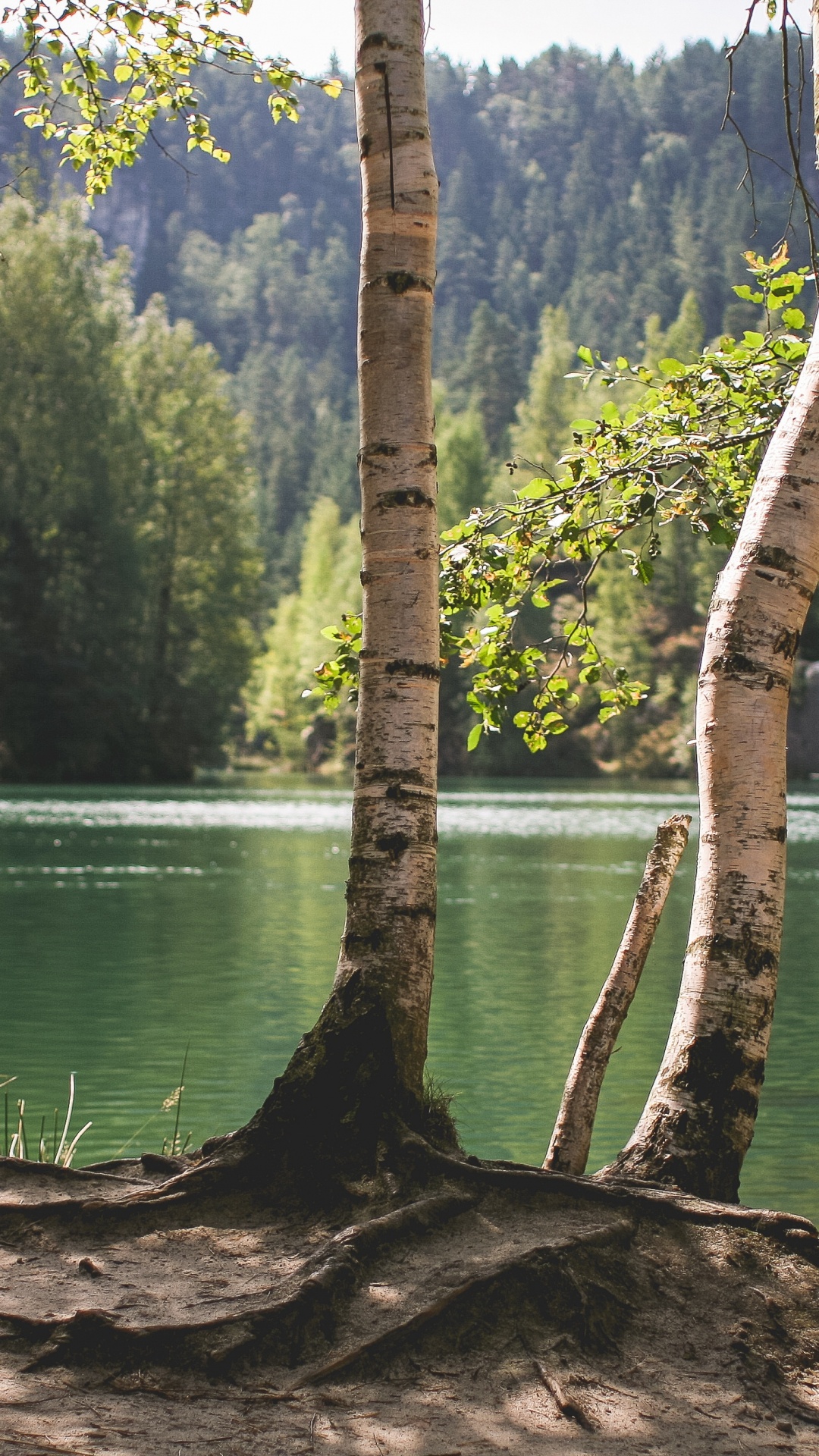 Green Trees Beside Body of Water During Daytime. Wallpaper in 1080x1920 Resolution