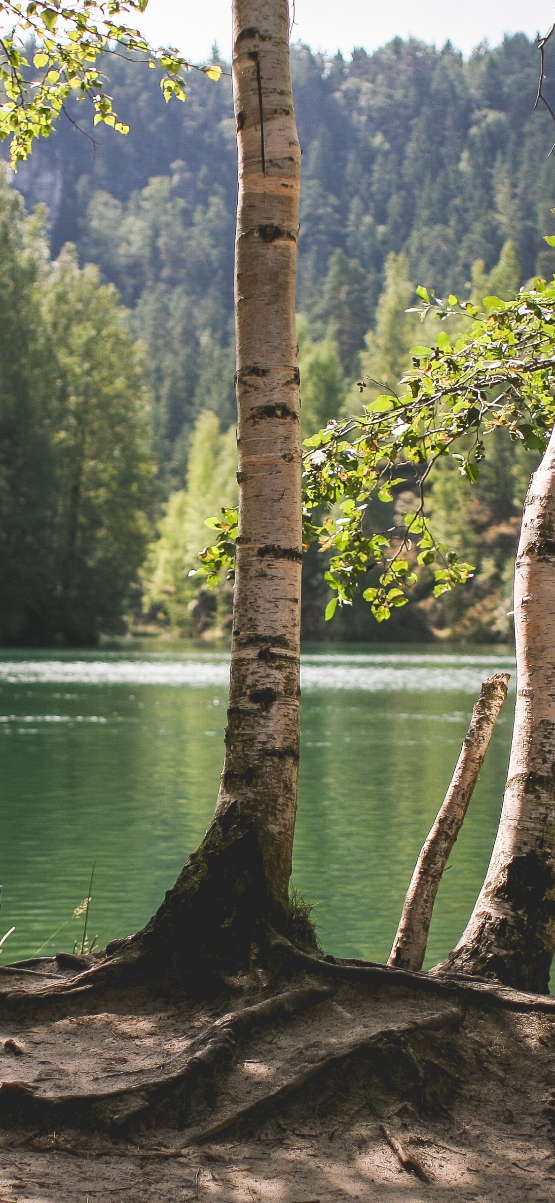 Green Trees Beside Body of Water During Daytime. Wallpaper in 1125x2436 Resolution