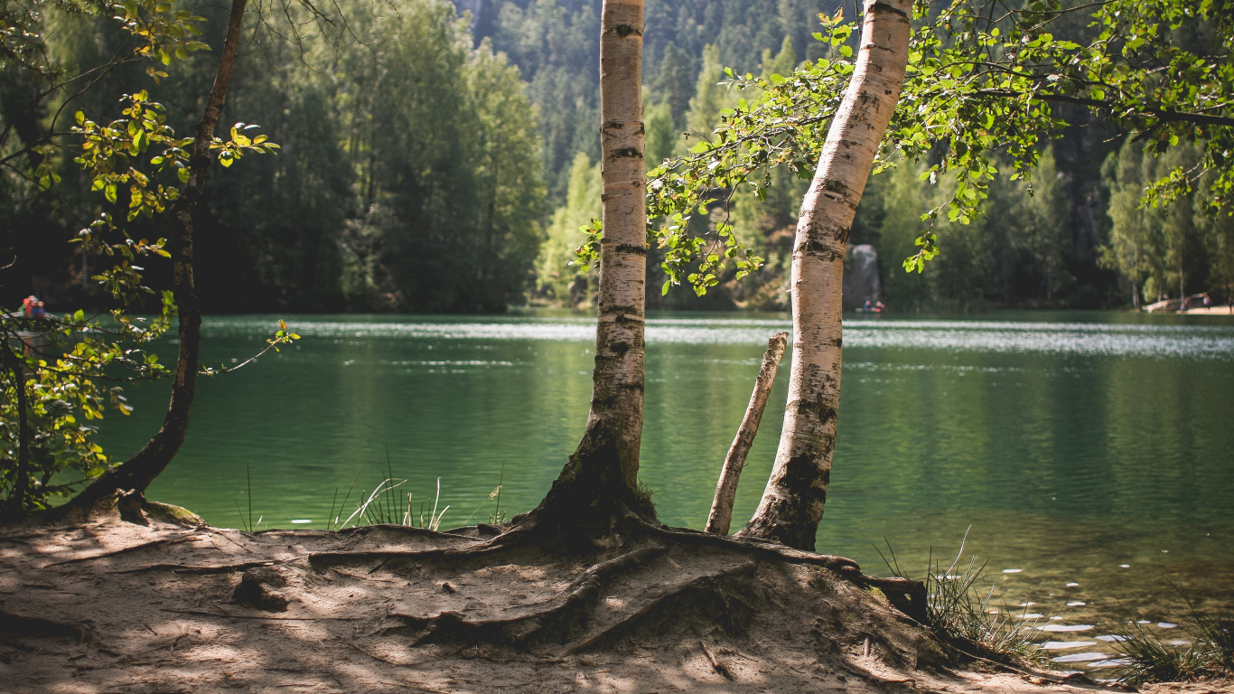 Green Trees Beside Body of Water During Daytime. Wallpaper in 1366x768 Resolution