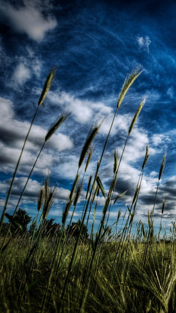 Herbe Verte Sous Ciel Bleu et Nuages Blancs Pendant la Journée. Wallpaper in 720x1280 Resolution