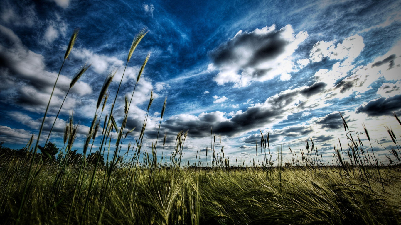 Green Grass Under Blue Sky and White Clouds During Daytime. Wallpaper in 1366x768 Resolution