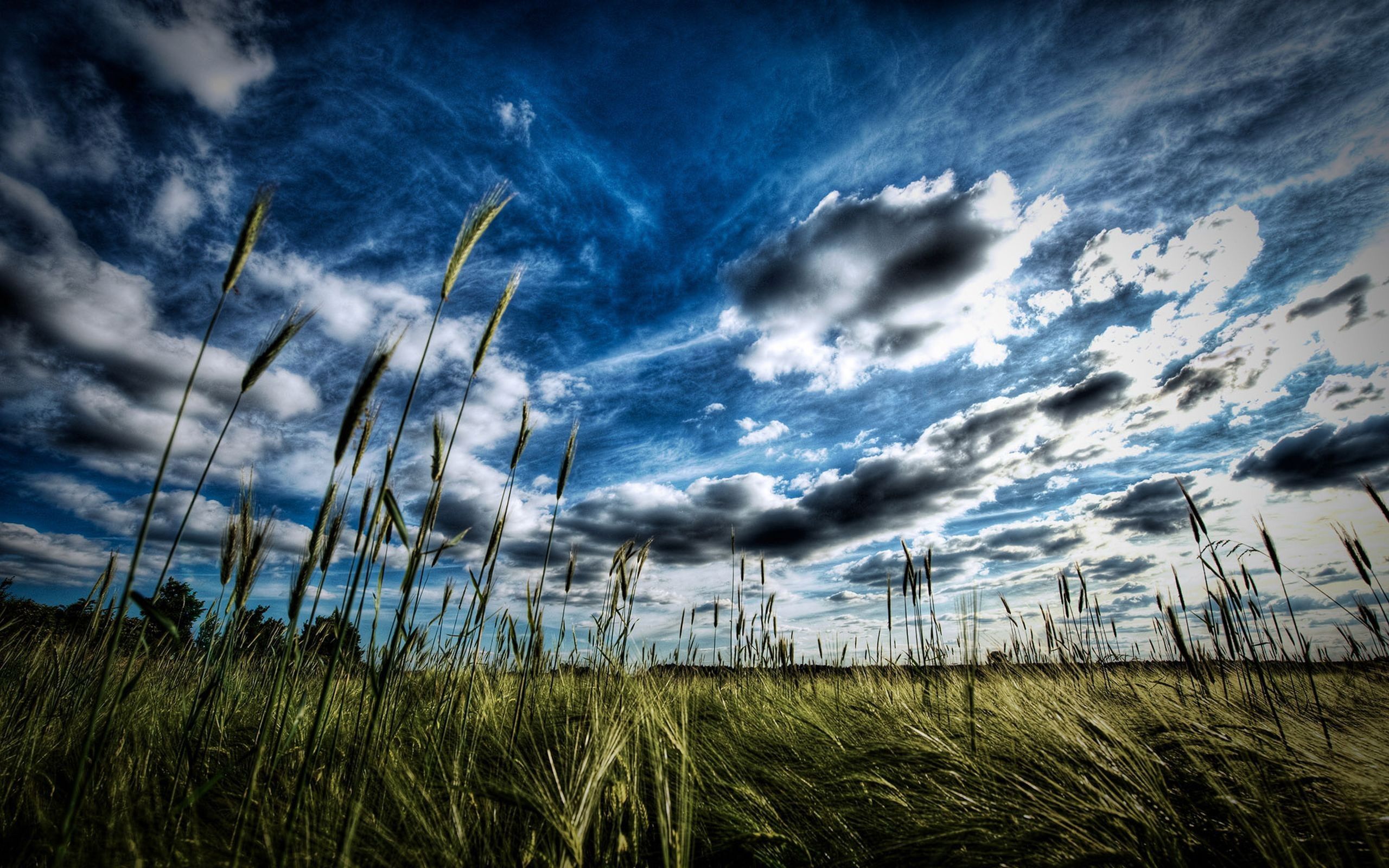 grass and sky desktop wallpaper