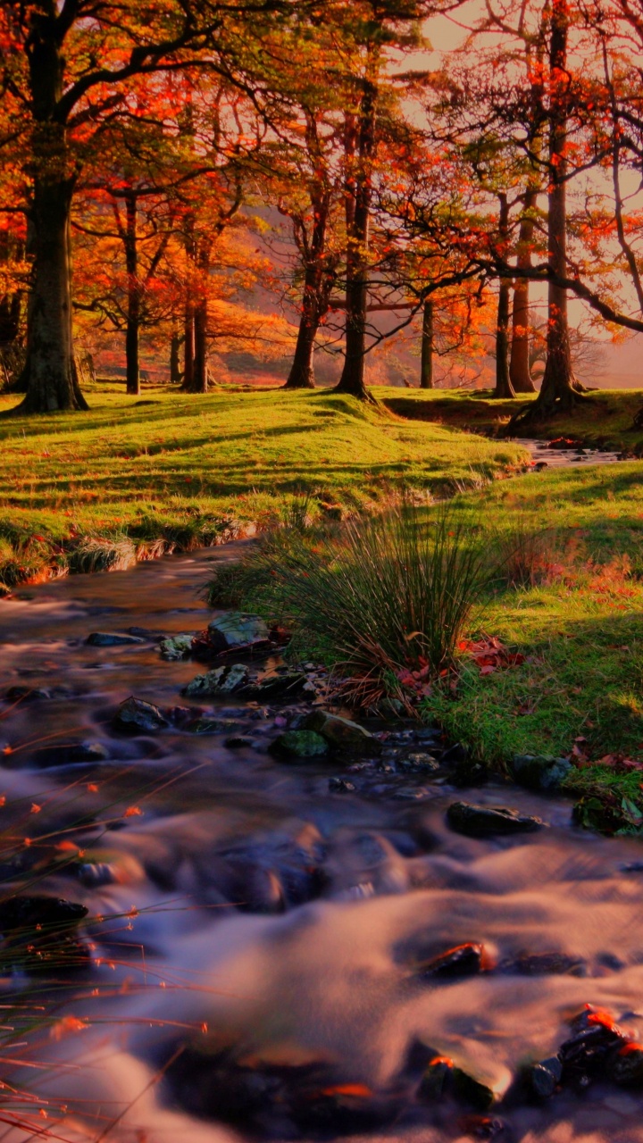 Wald Sonnenuntergang Landschaft, Sonnenuntergang, Sonnenaufgang, Ökoregion, Menschen in Der Natur. Wallpaper in 720x1280 Resolution