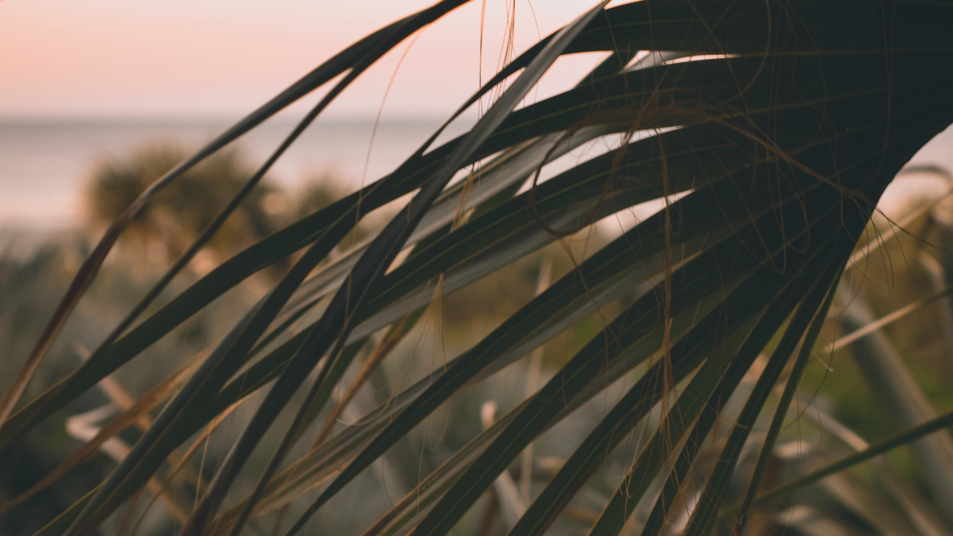 Rameau, Phragmites, Feuille, Végétation, L'herbe de la Famille. Wallpaper in 1920x1080 Resolution