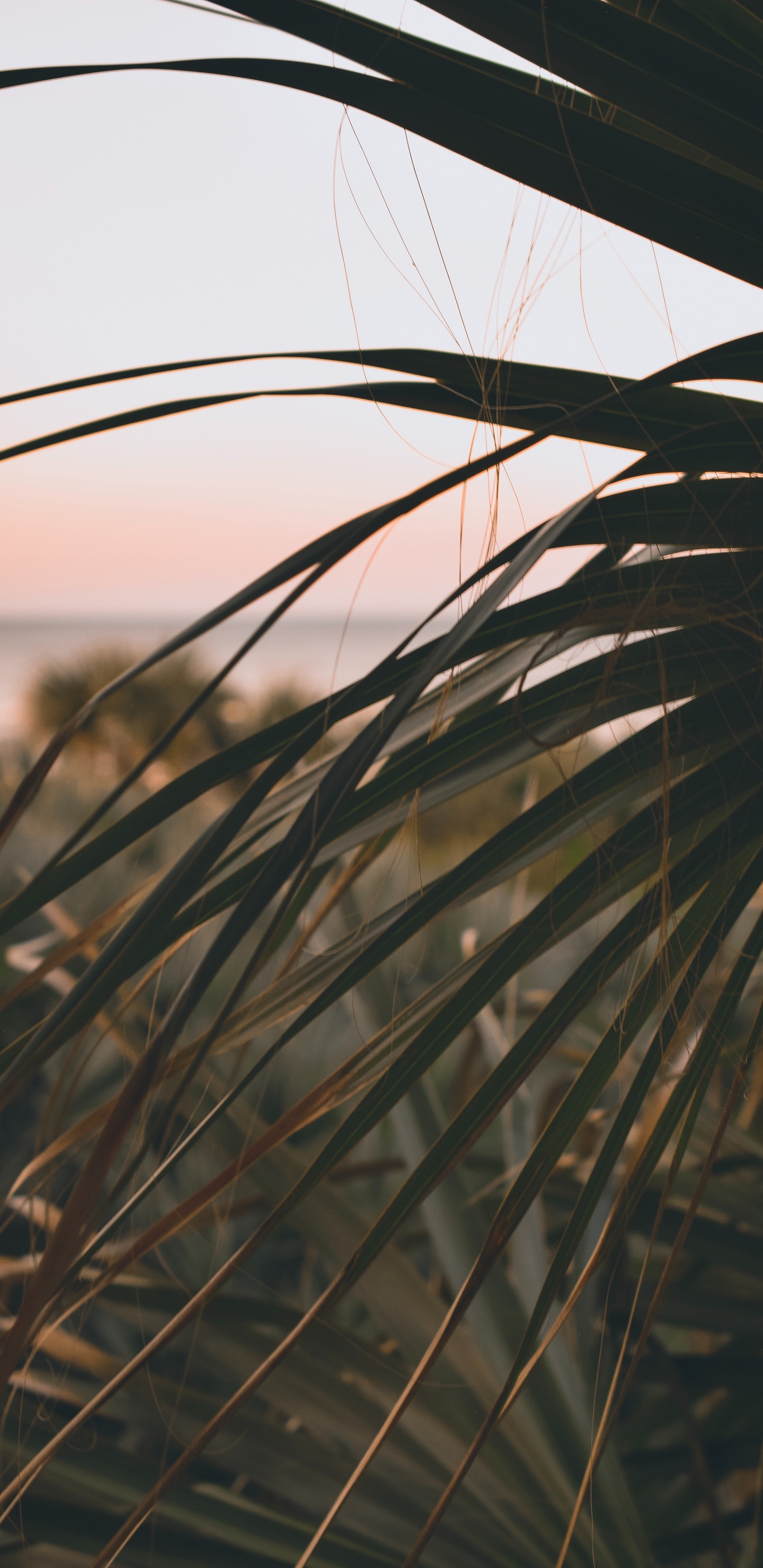 Twig, Phragmites, Leaf, Vegetation, Grass Family. Wallpaper in 1440x2960 Resolution