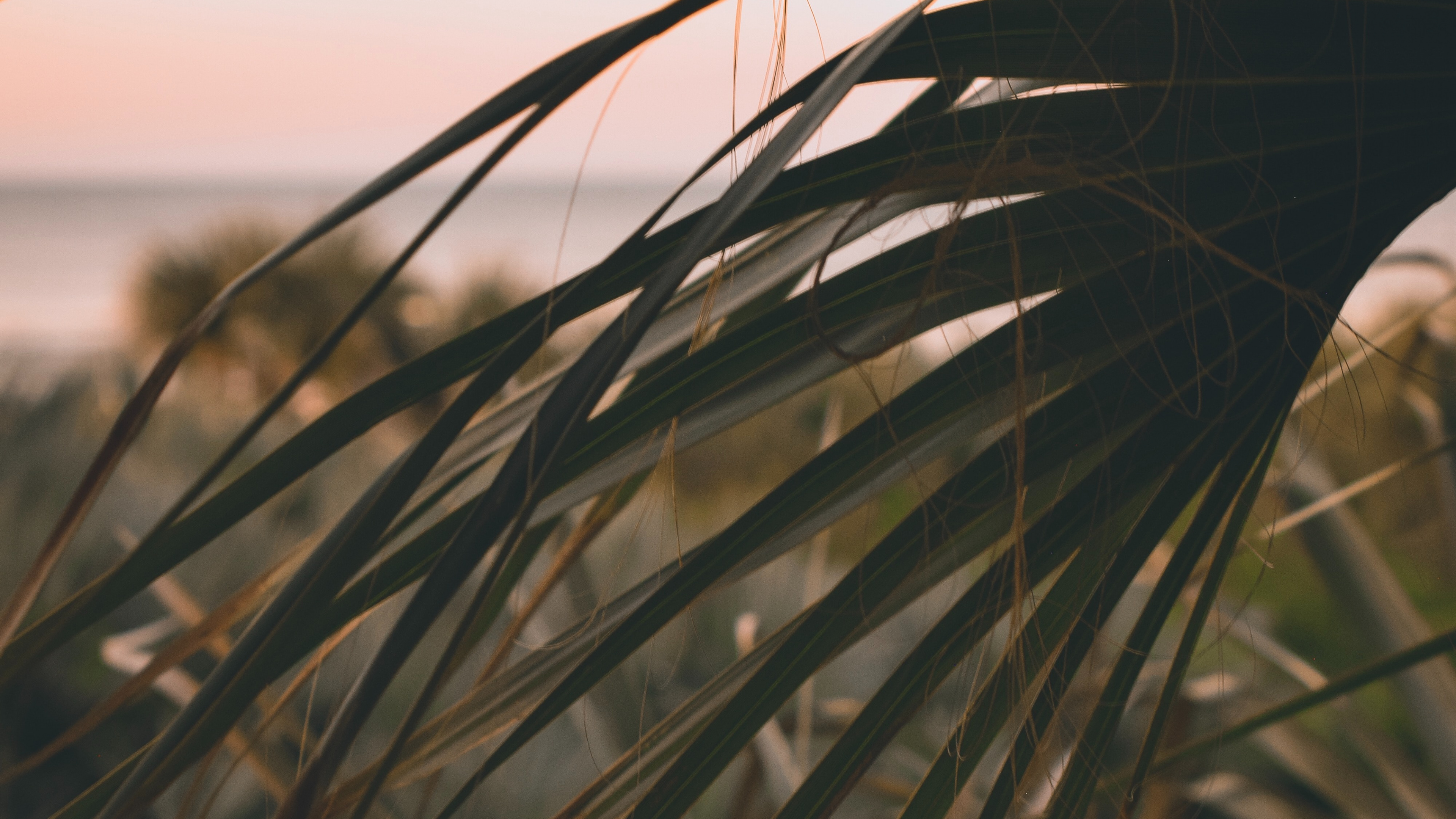 Twig, Phragmites, Leaf, Vegetation, Grass Family. Wallpaper in 3840x2160 Resolution
