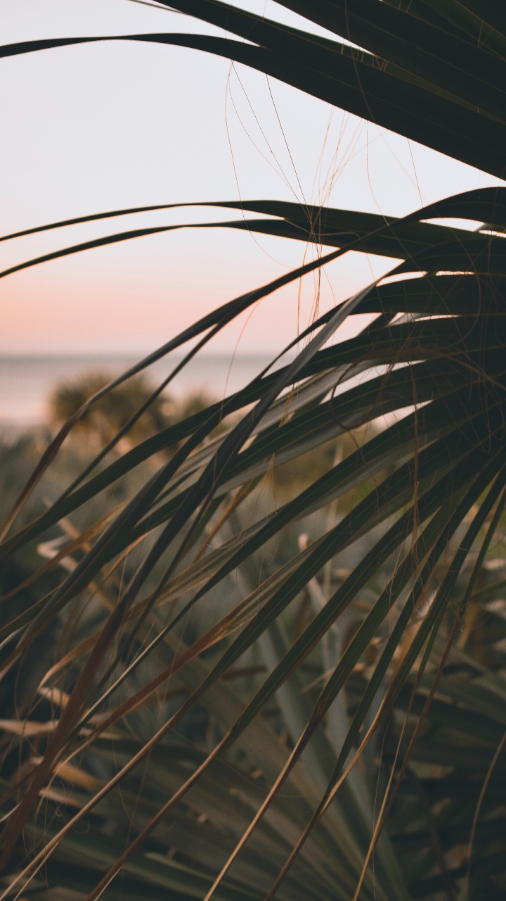 Twig, Phragmites, Leaf, Vegetation, Grass Family. Wallpaper in 720x1280 Resolution
