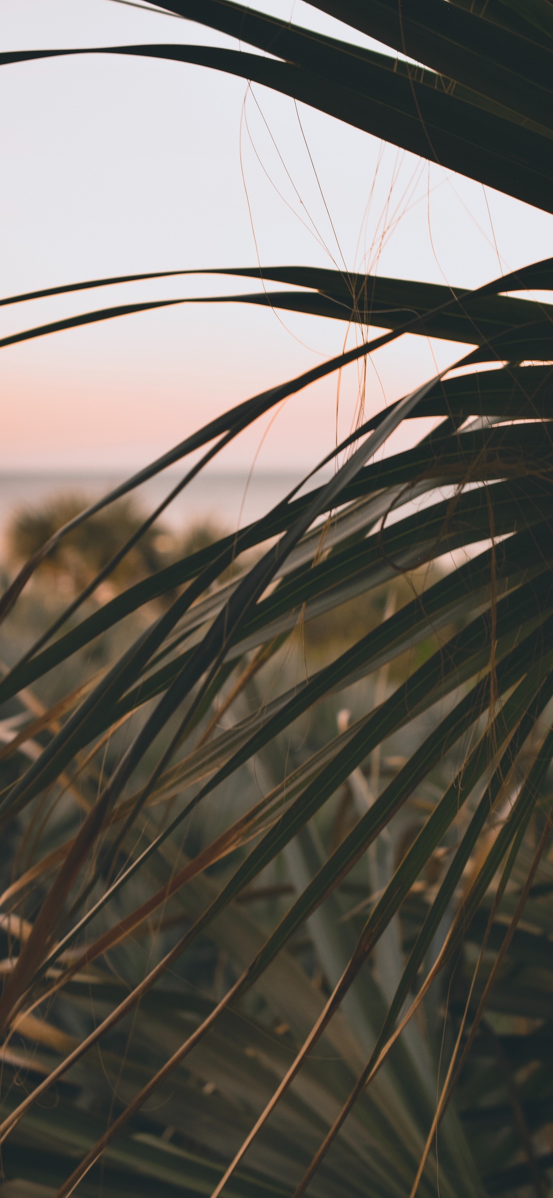 Zweig, Phragmites, Blatt, Vegetation, Gras-Familie. Wallpaper in 1125x2436 Resolution