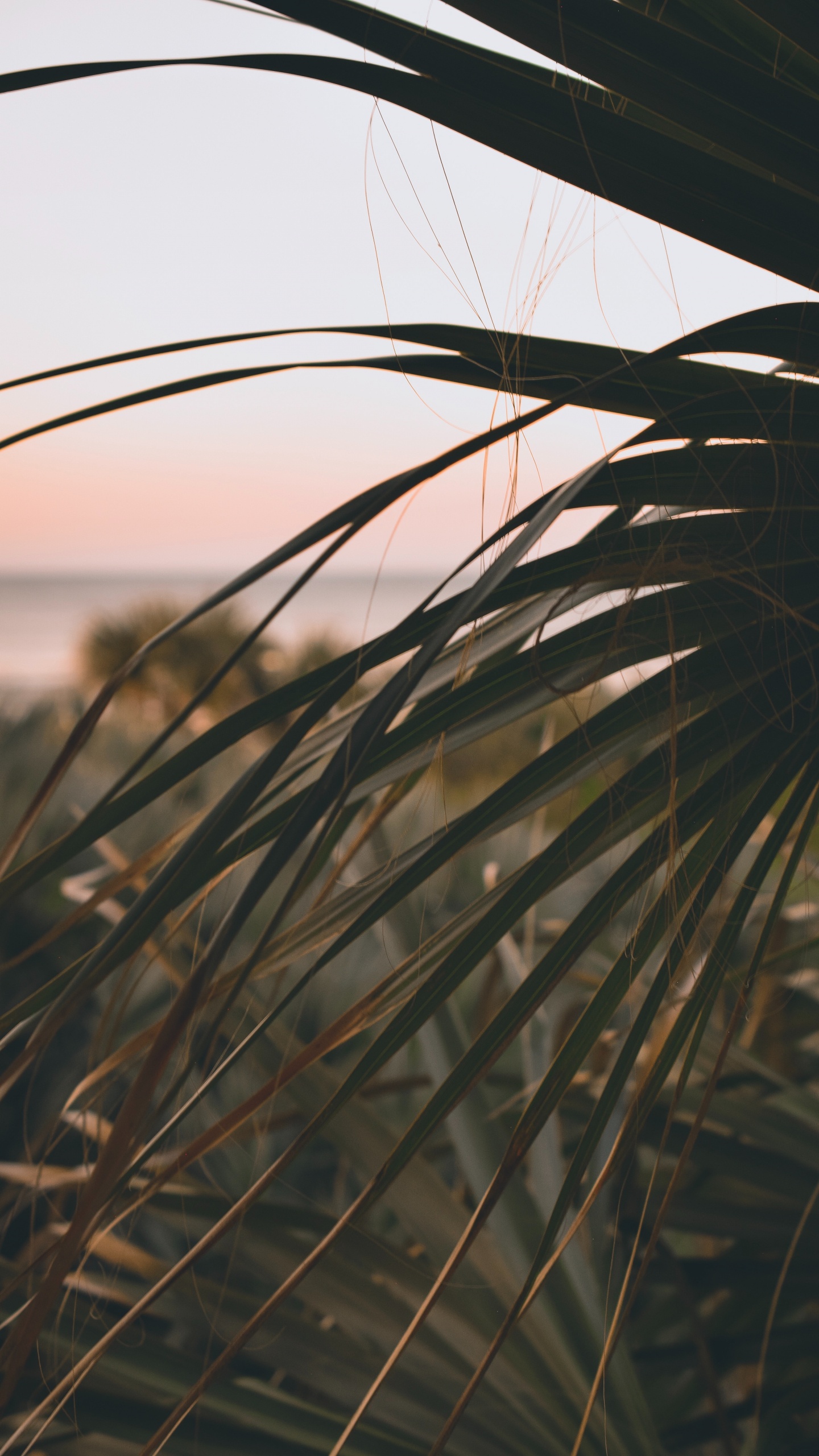 Zweig, Phragmites, Blatt, Vegetation, Gras-Familie. Wallpaper in 1440x2560 Resolution