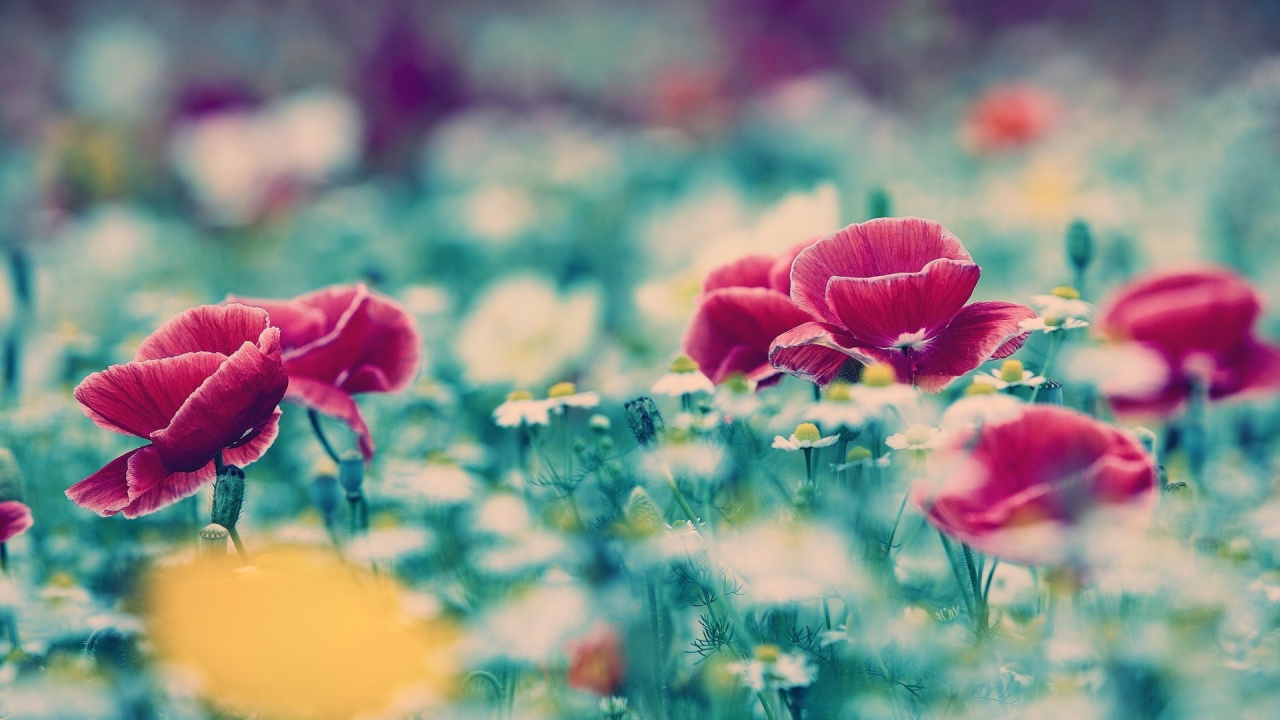Red Poppy Flowers in Bloom During Daytime. Wallpaper in 1280x720 Resolution