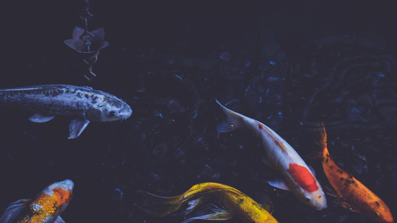 Poisson Orange et Blanc Dans L'eau. Wallpaper in 1280x720 Resolution