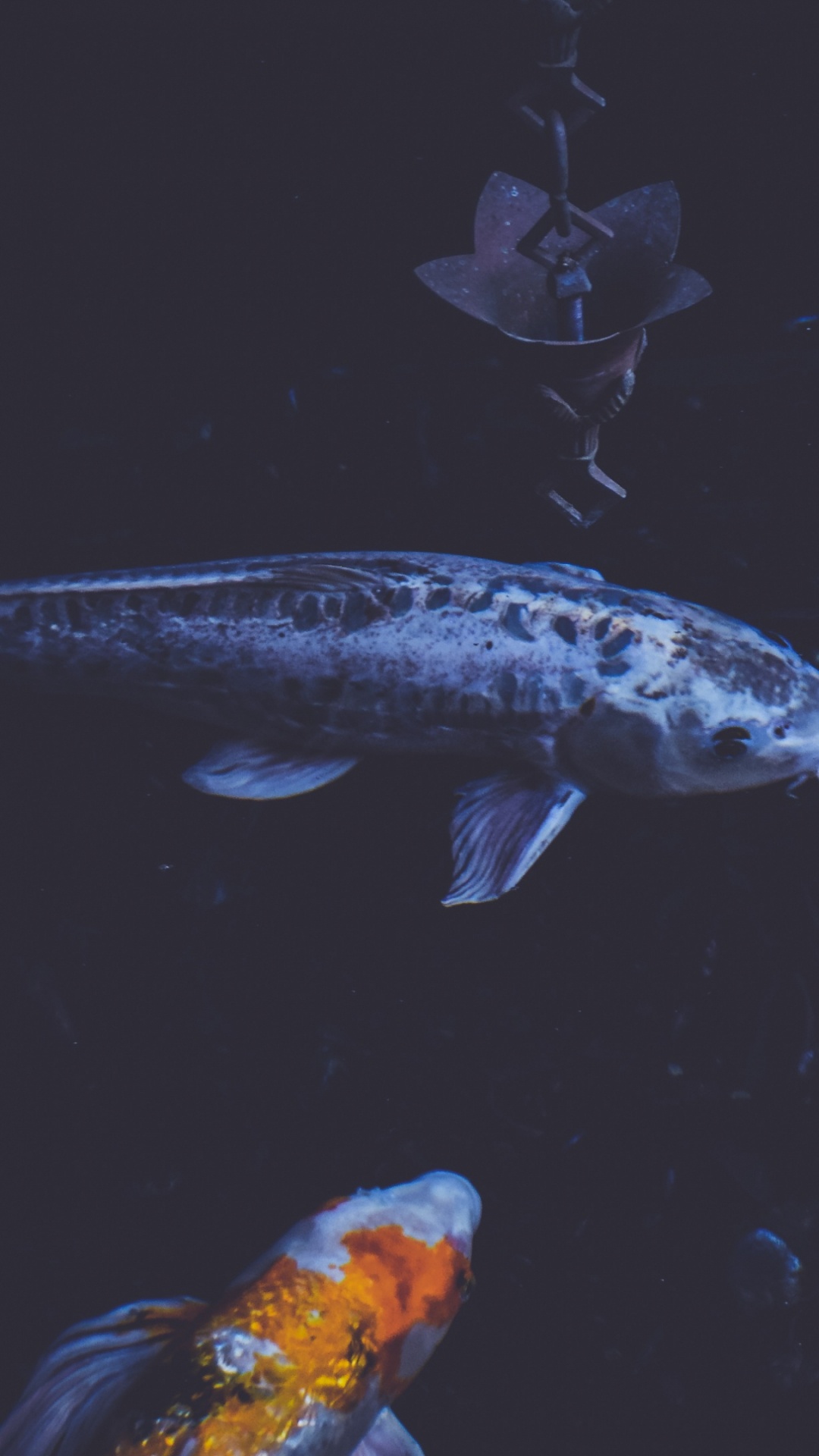 Oranger Und Weißer Fisch im Wasser. Wallpaper in 1080x1920 Resolution