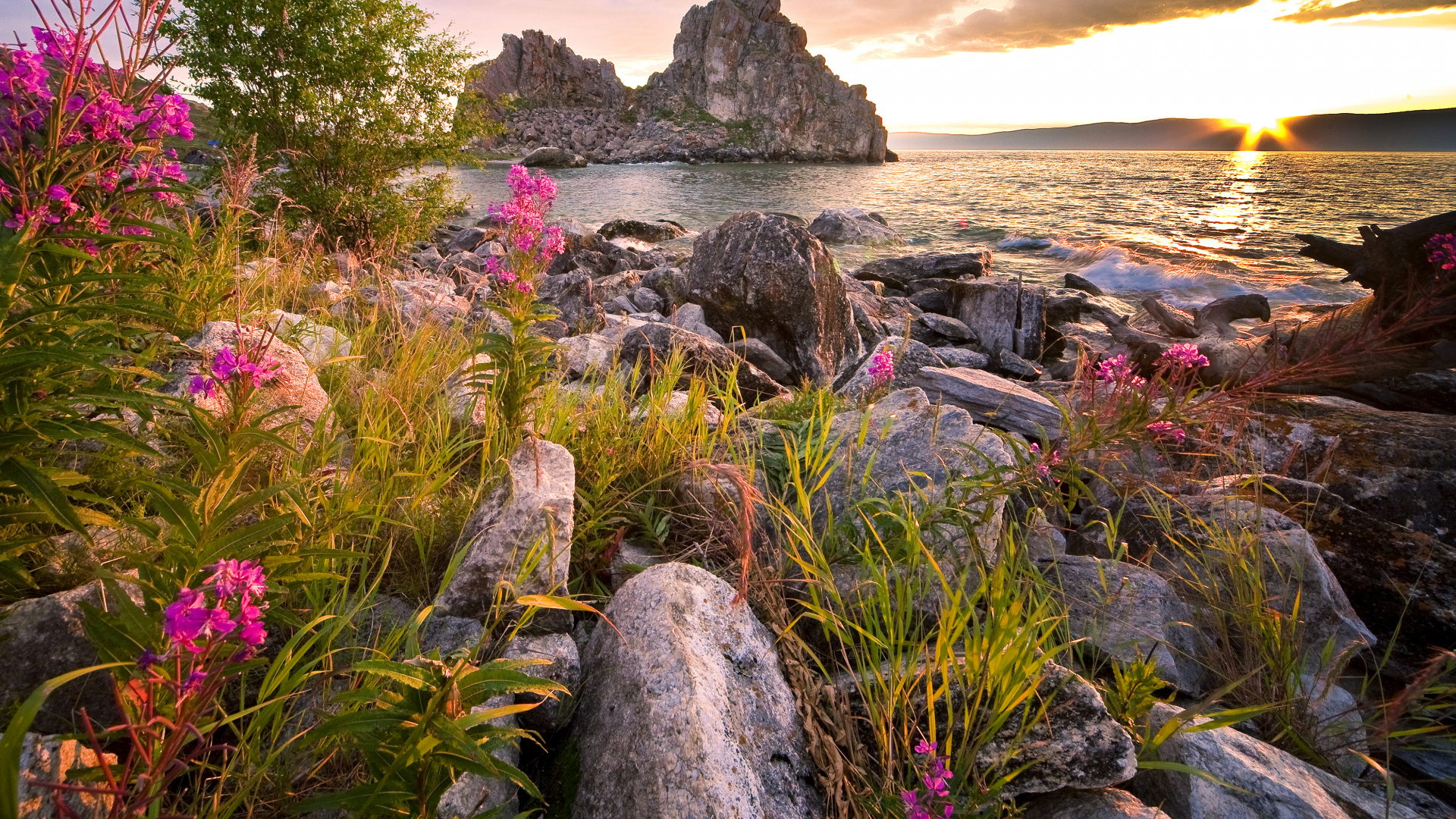 Green and Purple Plants on Rocky Shore During Daytime. Wallpaper in 1920x1080 Resolution